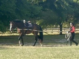 Breaking a horse trainer