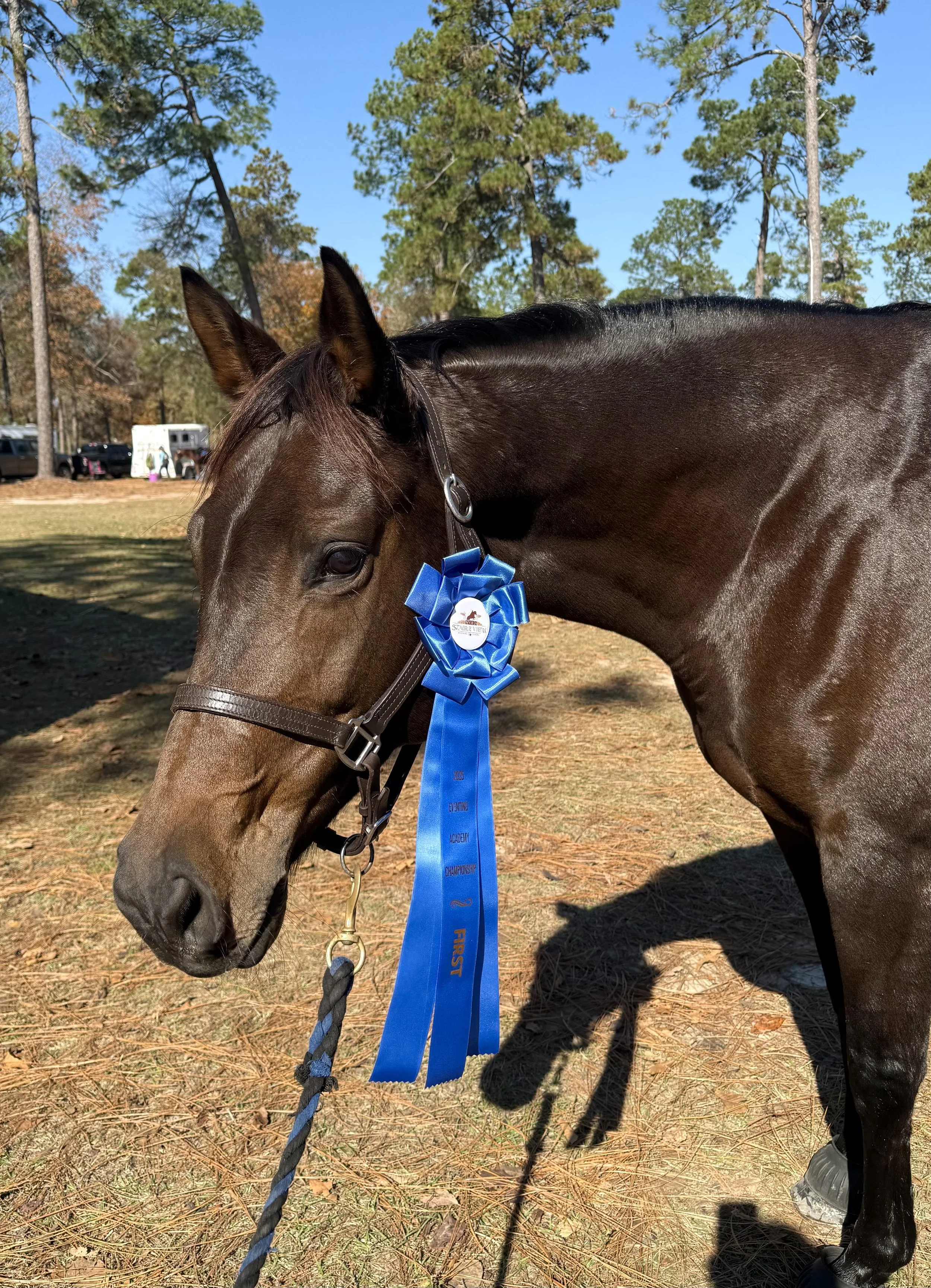 Horse training south carolina.jpg