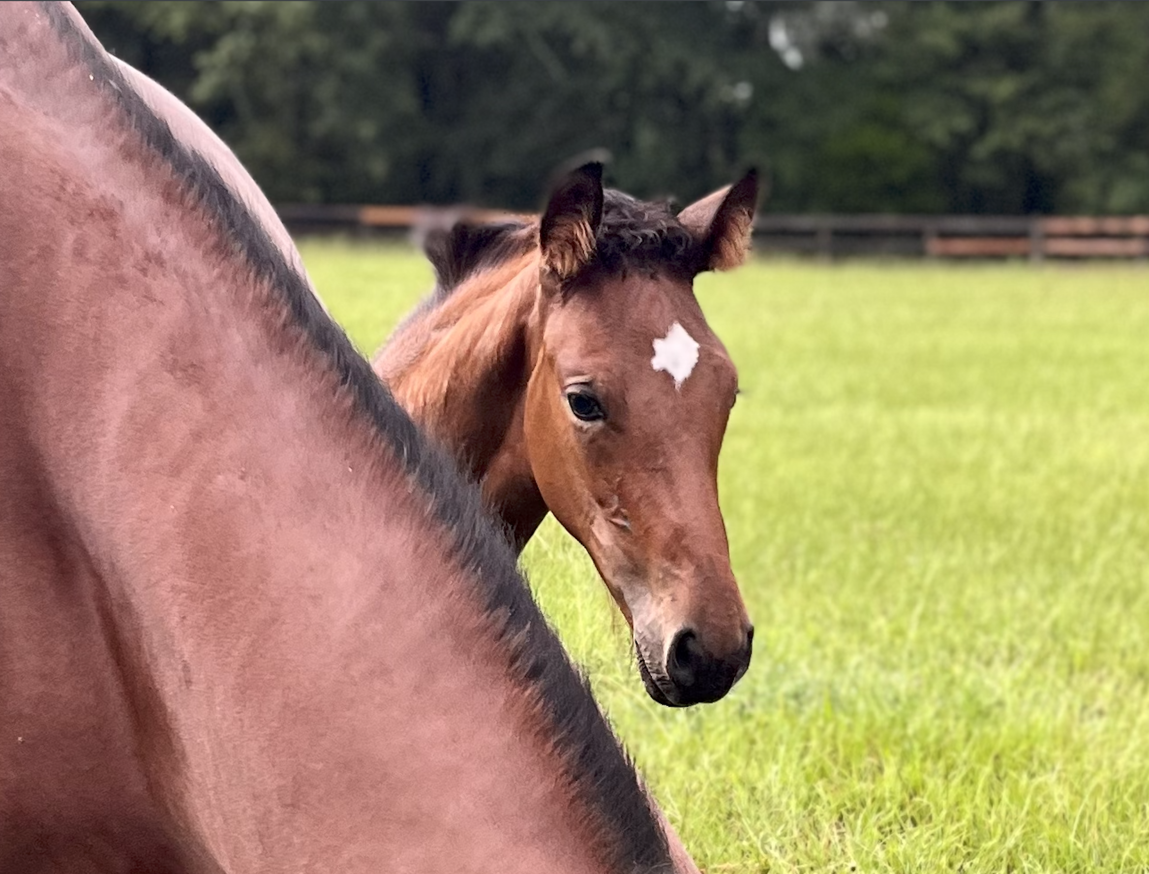 happy horses.png