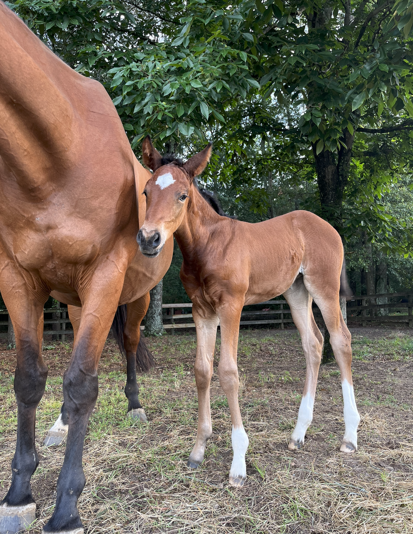 A brown foal with a darker mane and a white star-shaped mark on its forehead standing beside a large chestnut mare with a white star on her forehead near a wooden fence and leafy trees in the background.