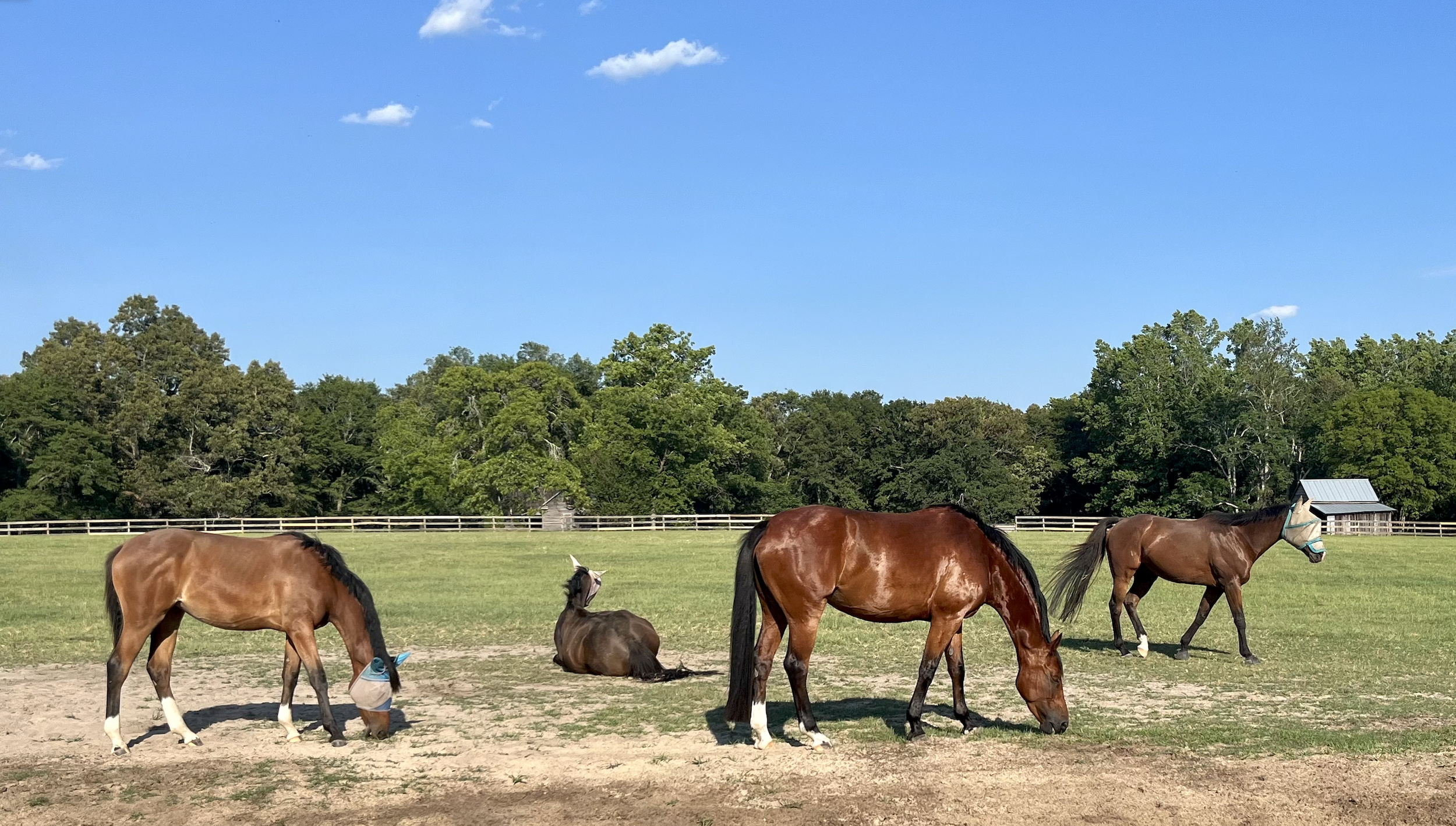 Horses in Aiken.png
