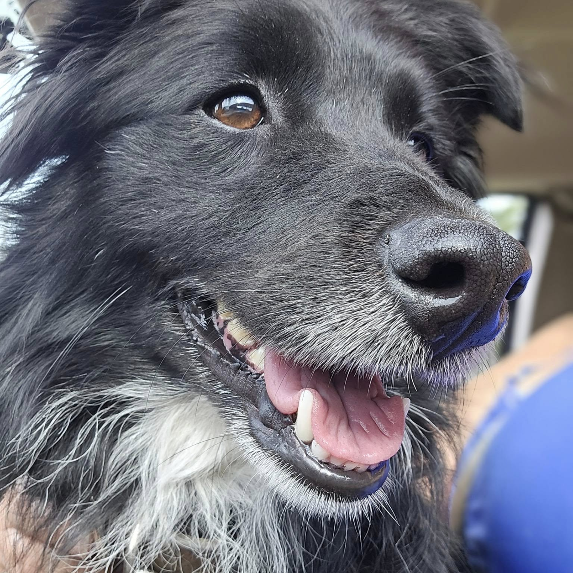 Close-up of a black and white dog with brown eyes, showing its wet nose, tongue, and part of its face, wearing a purple collar.