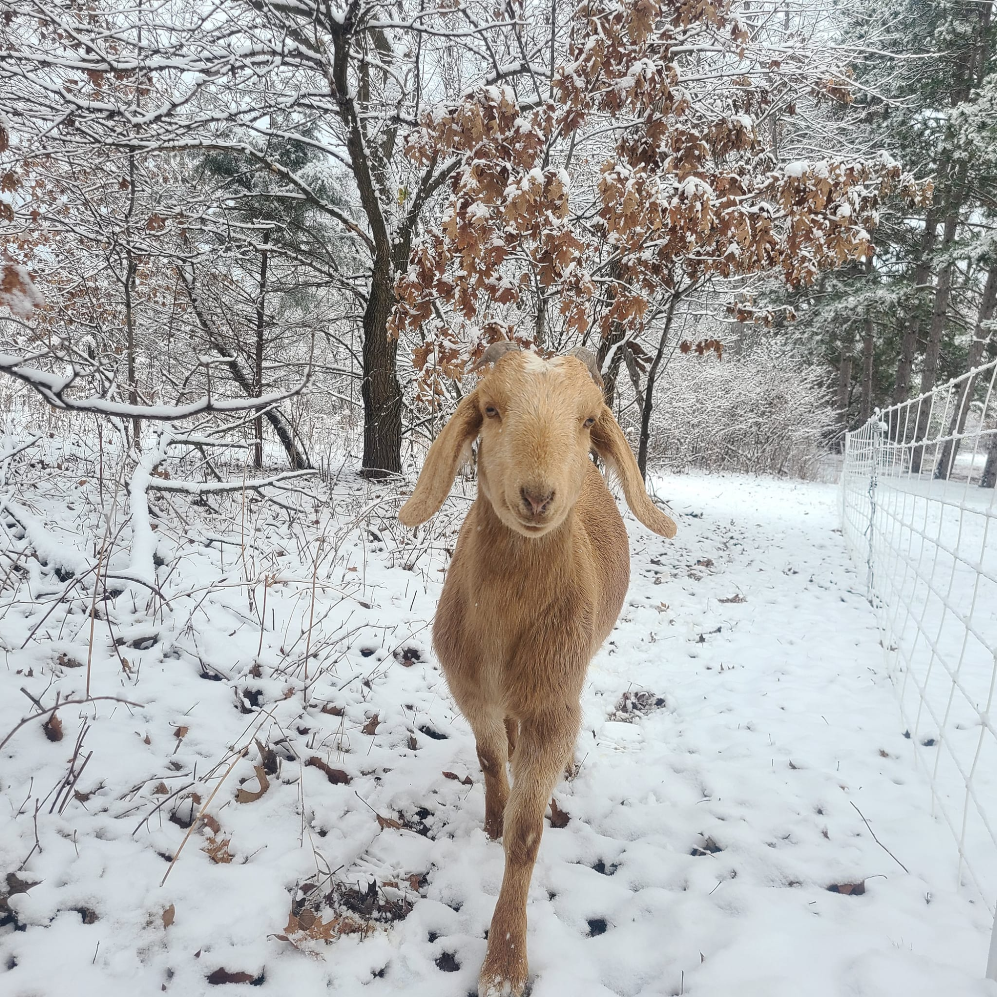 A brown goat standing in a snowy outdoor area with trees and a metal fence in the background.
