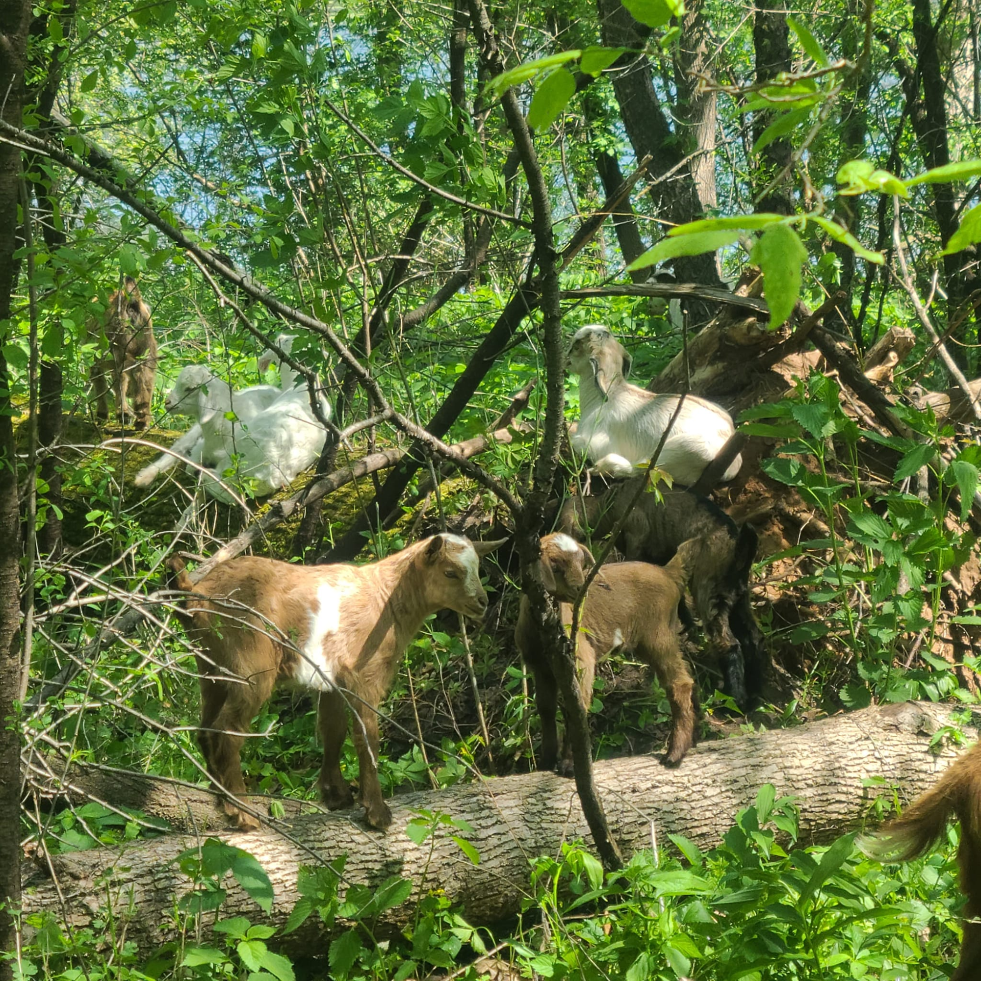 A group of goats resting in a dense, green forest with trees, bushes, and a dirt path visible.