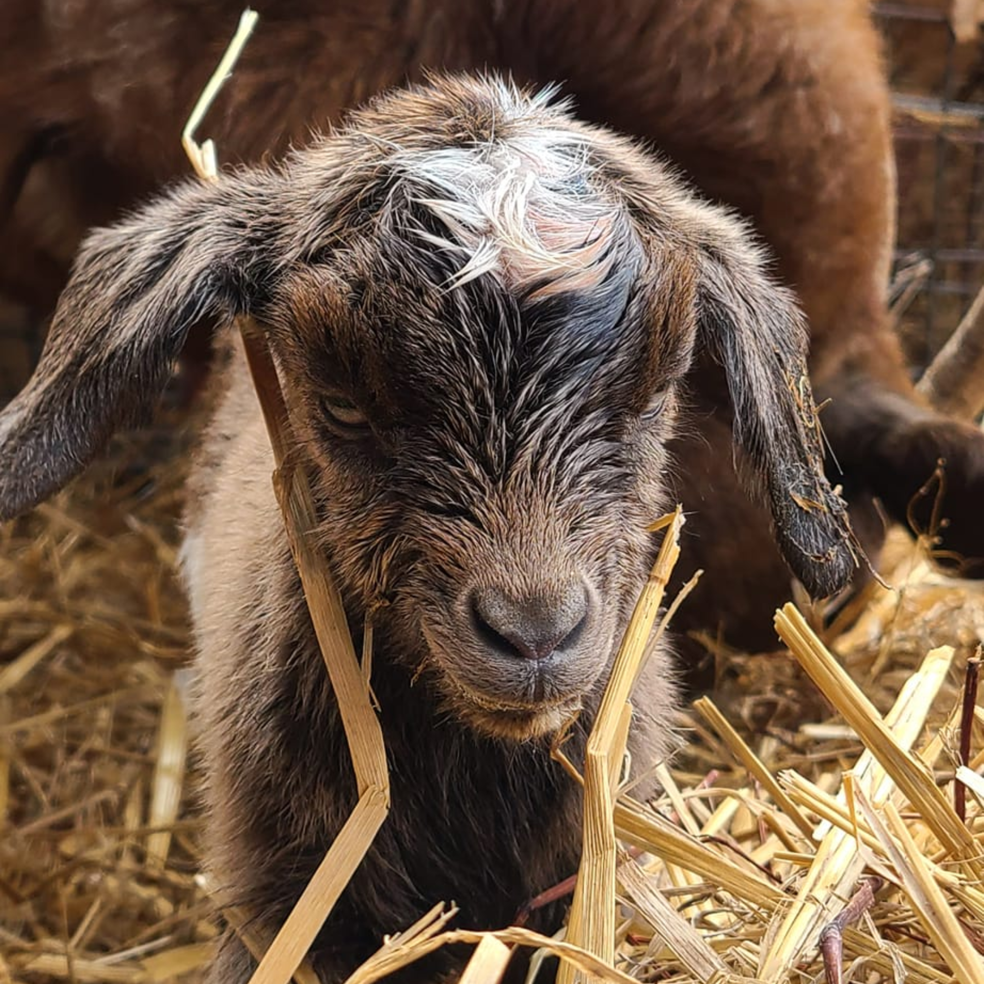 Close-up of a small, wet animal, possibly a baby lamb or goat, lying among dry straw in a barn or farm environment.