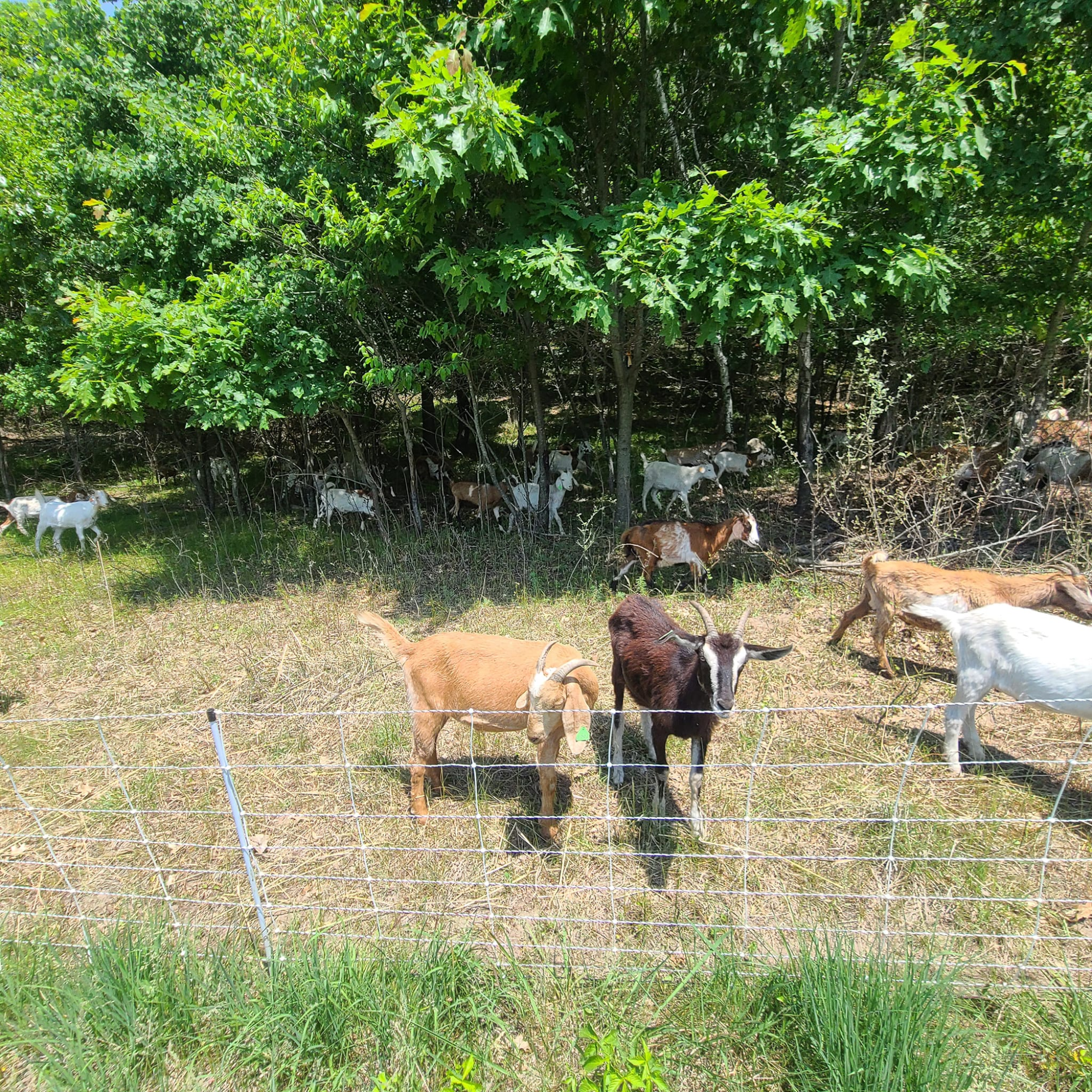 A group of goats grazing behind a wire fence in front of a dense green, leafy forest.