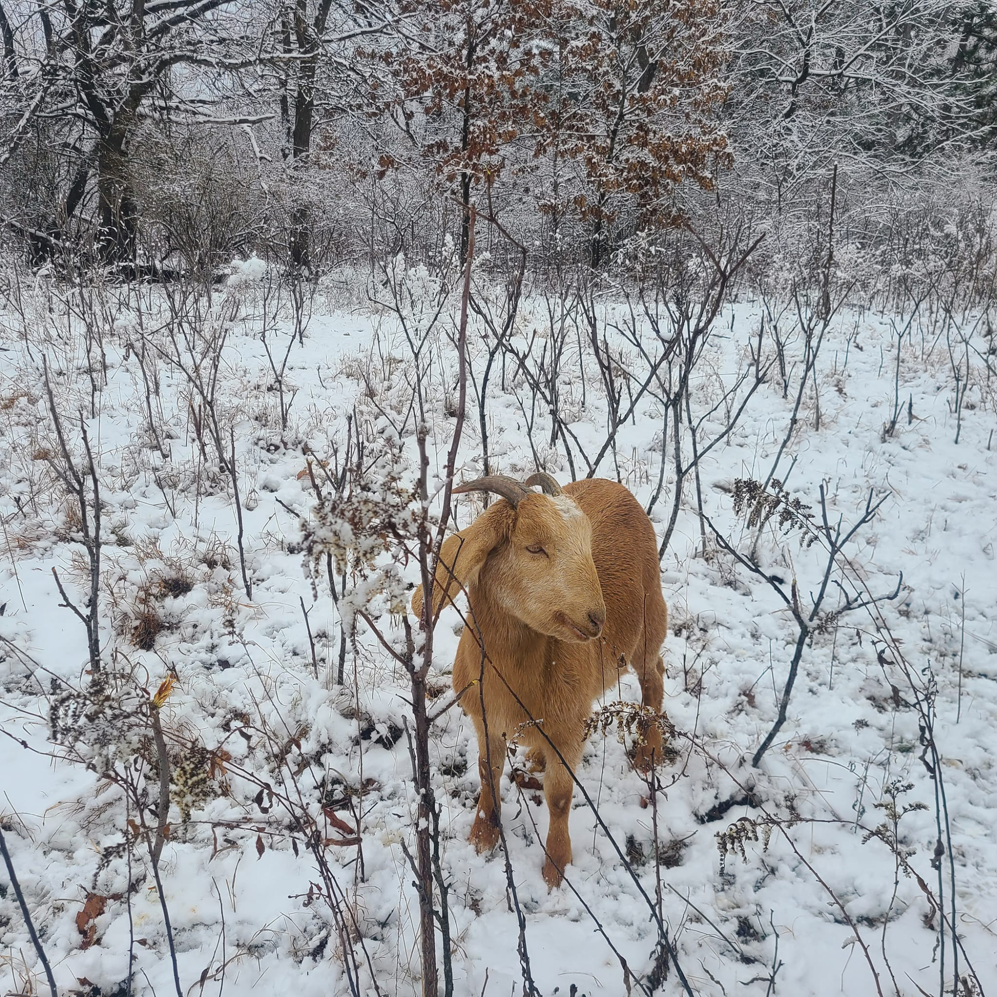 A brown goat standing in a snow-covered field surrounded by leafless bushes and trees with snow on their branches.
