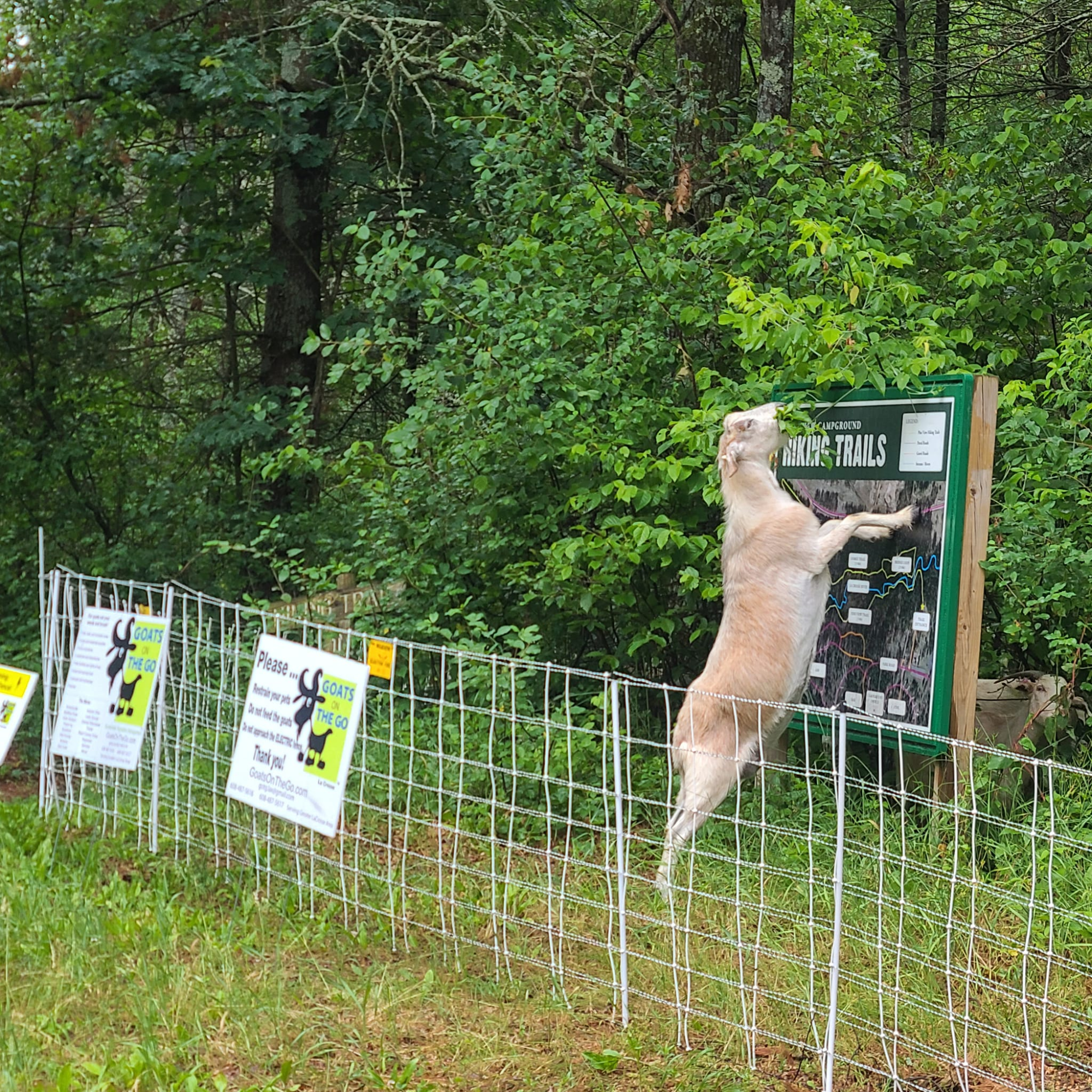 A goat standing on its hind legs with front paws on a Wildlife Trails informational sign at a forested area, surrounded by green foliage, trees, and grass.