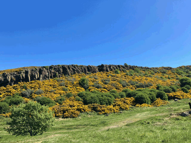 A scenic landscape with a grassy field, yellow flowering bushes on a hillside, and a rocky cliff under a clear blue sky.