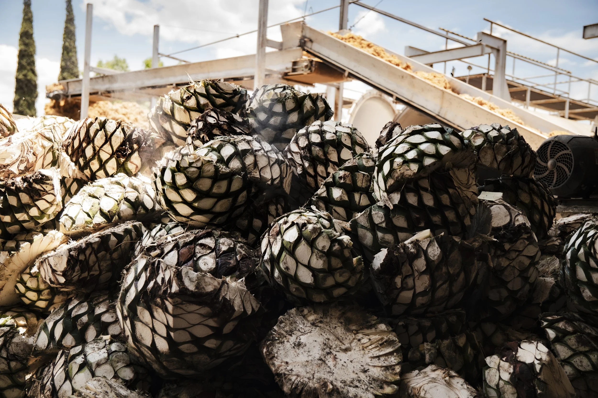 Piles of Blue Webeer Agave, steaming after cooking in an oven, ready to be smashed, under a partly cloudy sky.