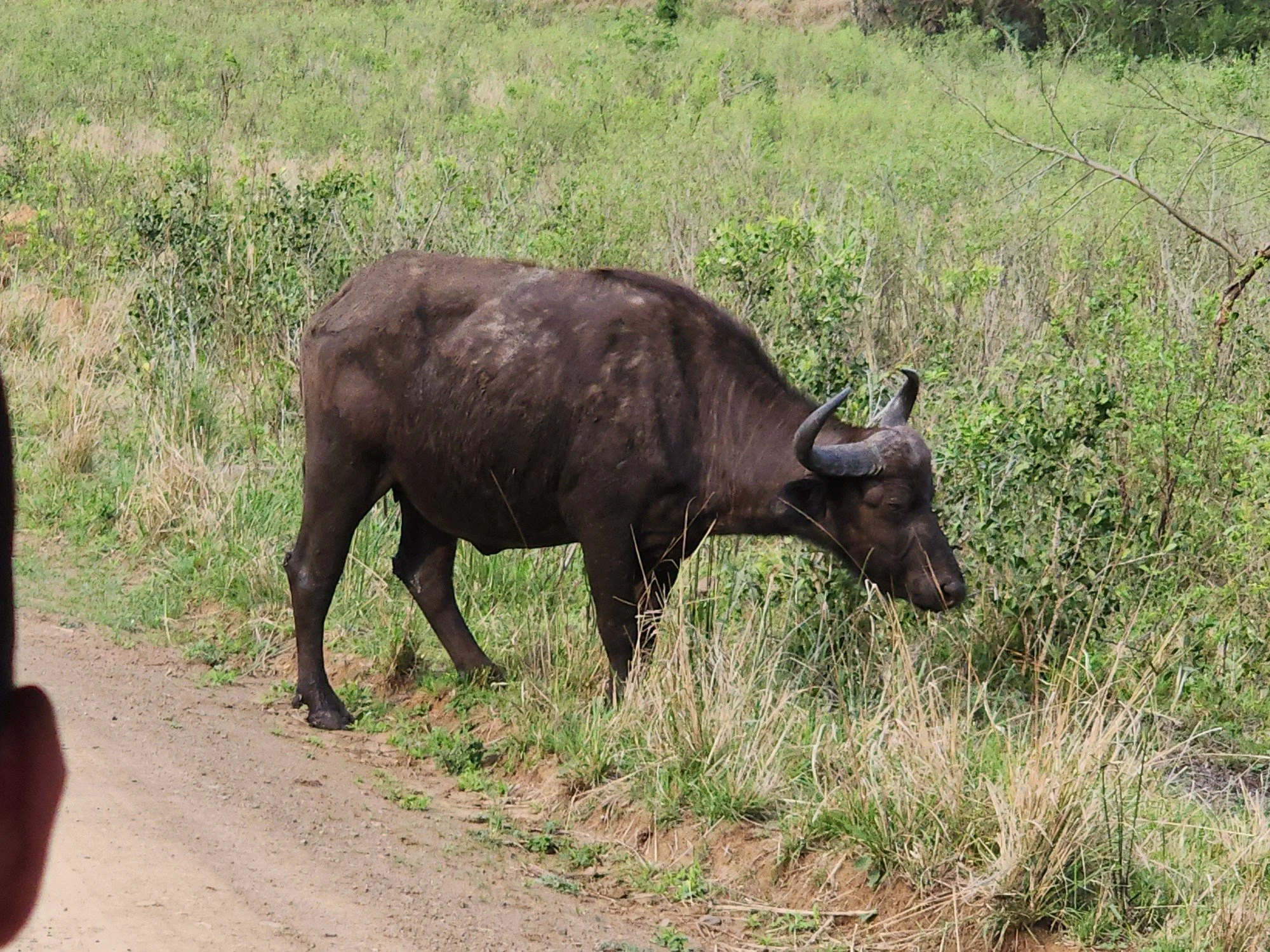 Passport Journals &mdash; The Beginning of My Safari Adventure 🐘🇿🇦

This was the moment I had been waiting for my first Safari..

We left Sabi River Sun Hotel around 5:30 in the morning, while the day was still beginning, and made our way to Kruge
