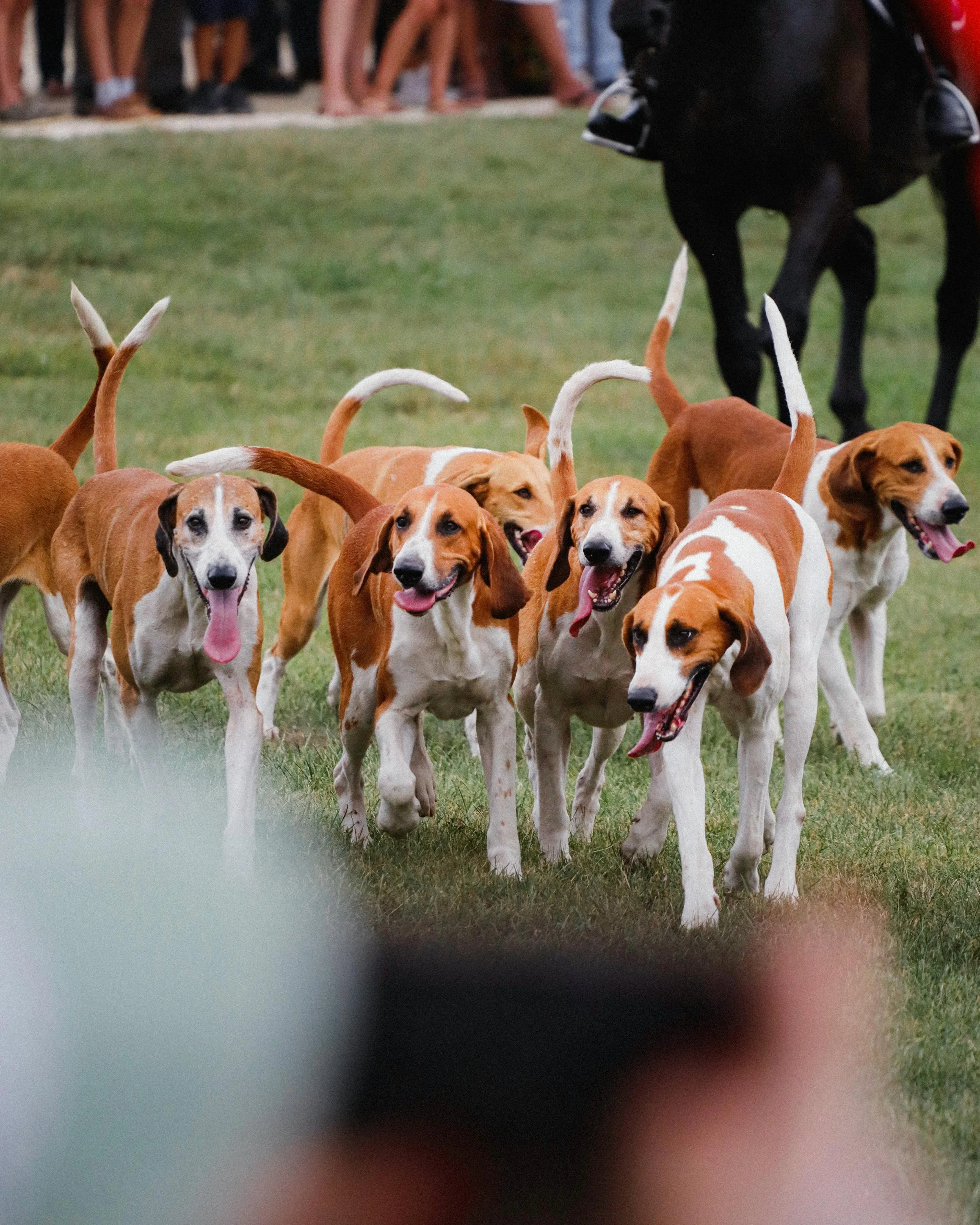 BoxHound Membership