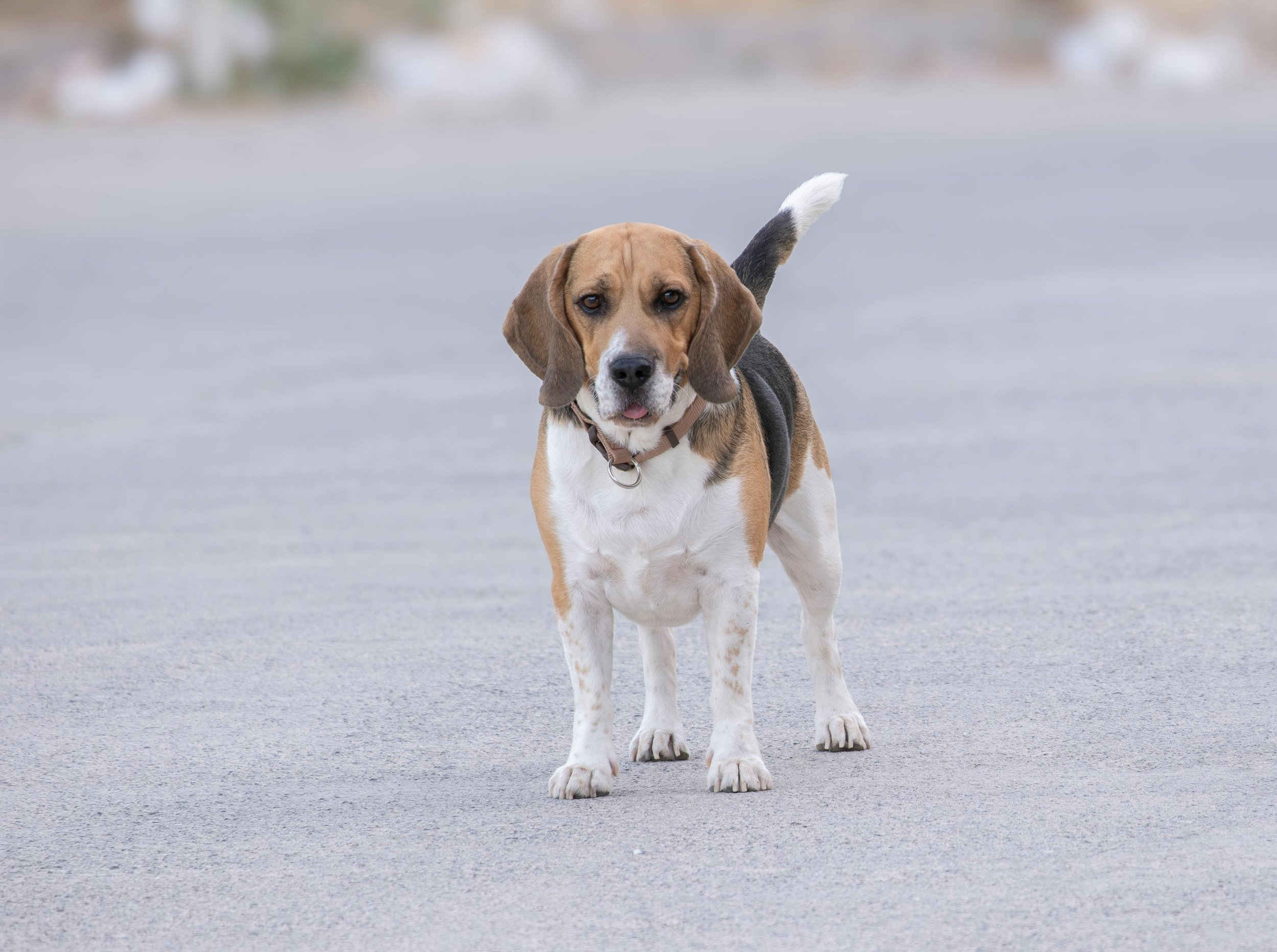 A beagle dog standing on a paved surface, with a blurred background. The dog is looking directly at the camera with its tongue slightly visible and has a brown, black, and white coat.