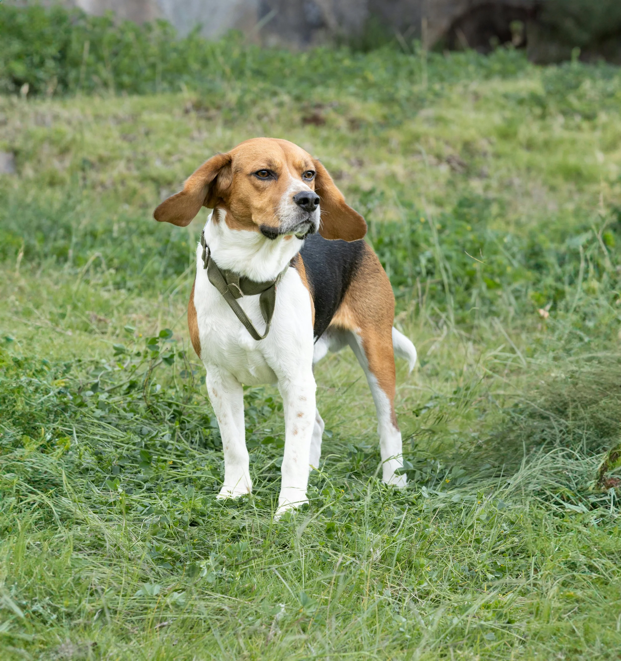 Hound Call (Member)