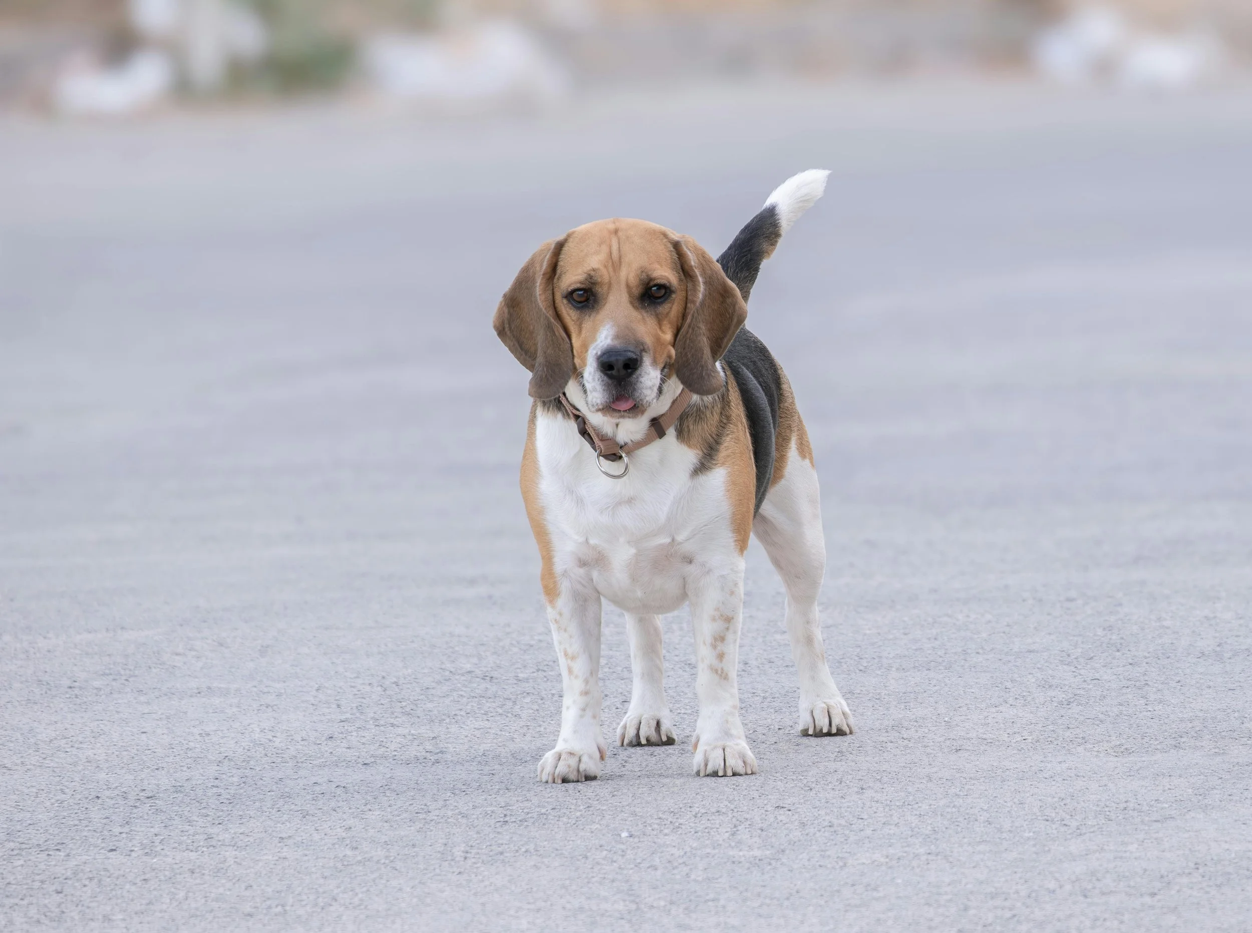 A beagle dog standing on a paved surface with a blurred background.