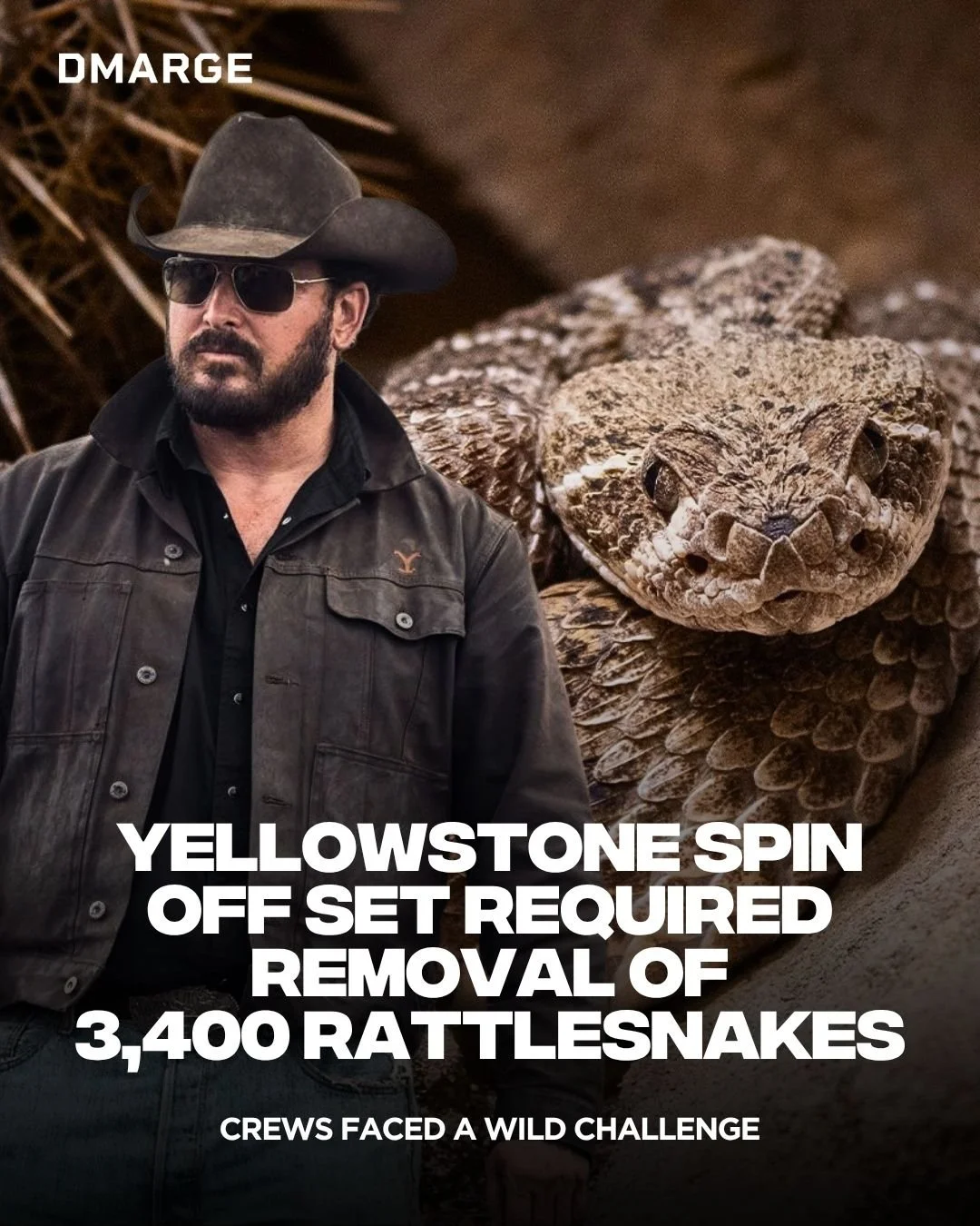 Filming the Yellowstone spin-off Dutton Ranch came with an unexpected challenge.

Cole Hauser revealed that crews removed around 3,400 rattlesnakes during eight months of production across North Texas. Snake wranglers worked throughout filming, with 