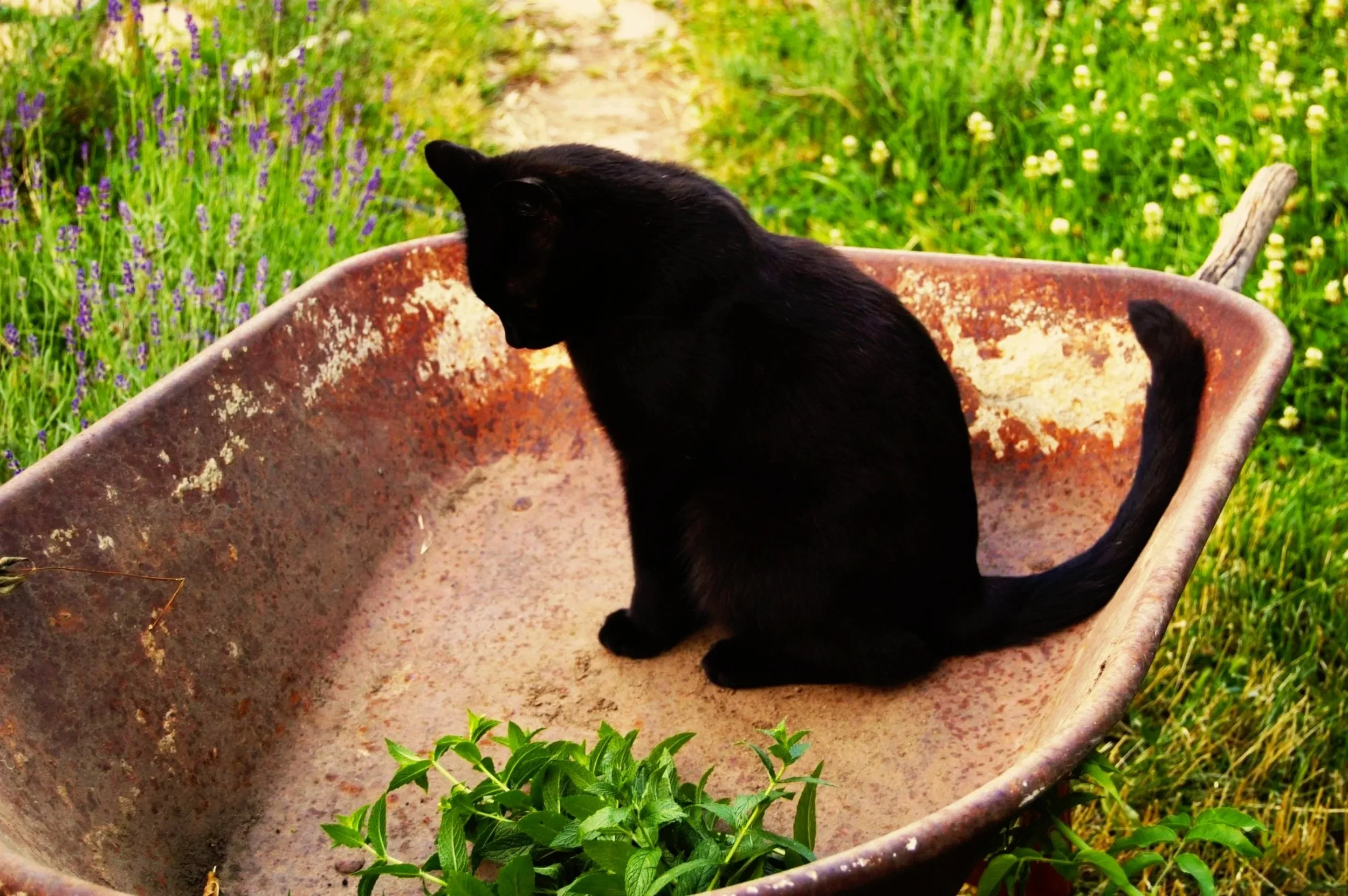 wheelbarrow.jpg