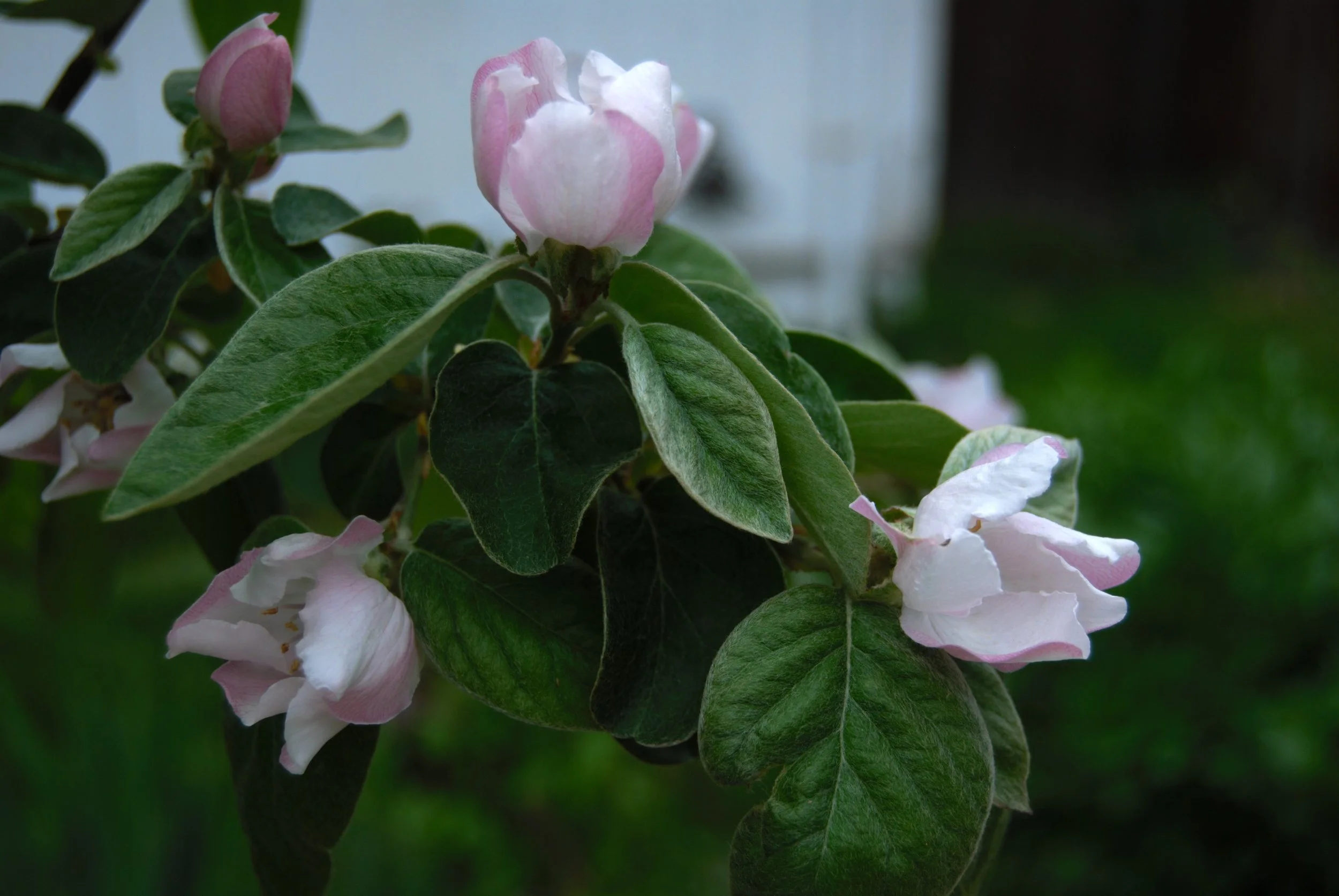 DSC_0234.jpg
