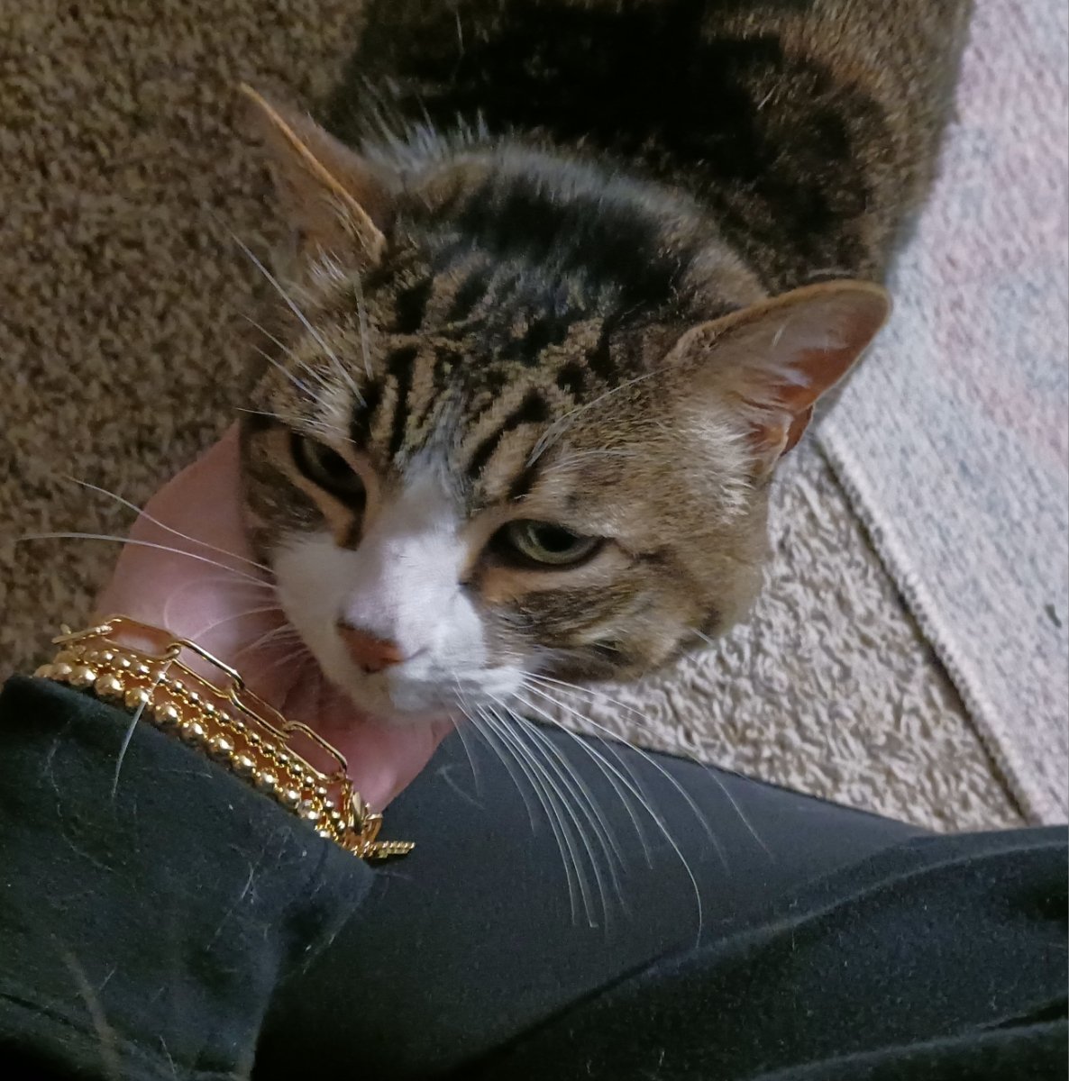 Resized_20260110_173237.jpeg
