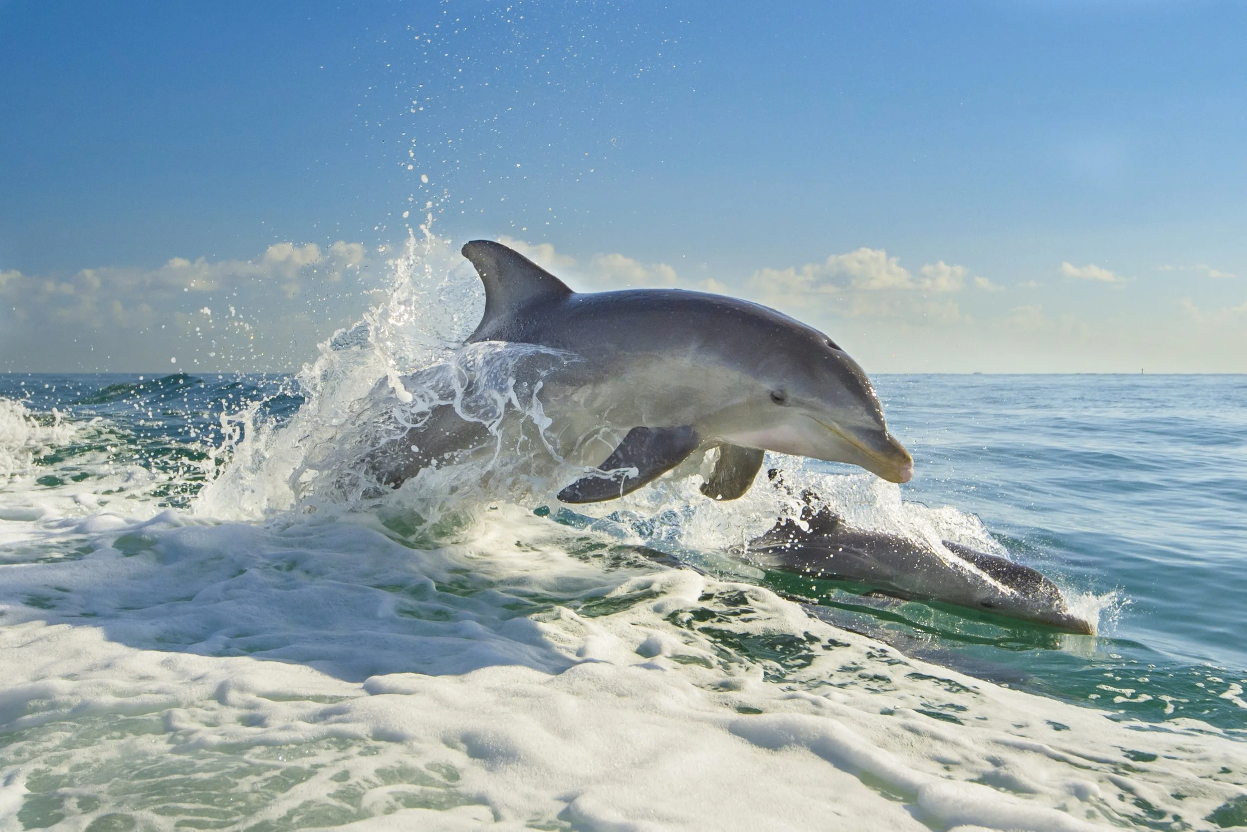 A dolphin jumping out of the water near a boat with waves and a blue sky.
