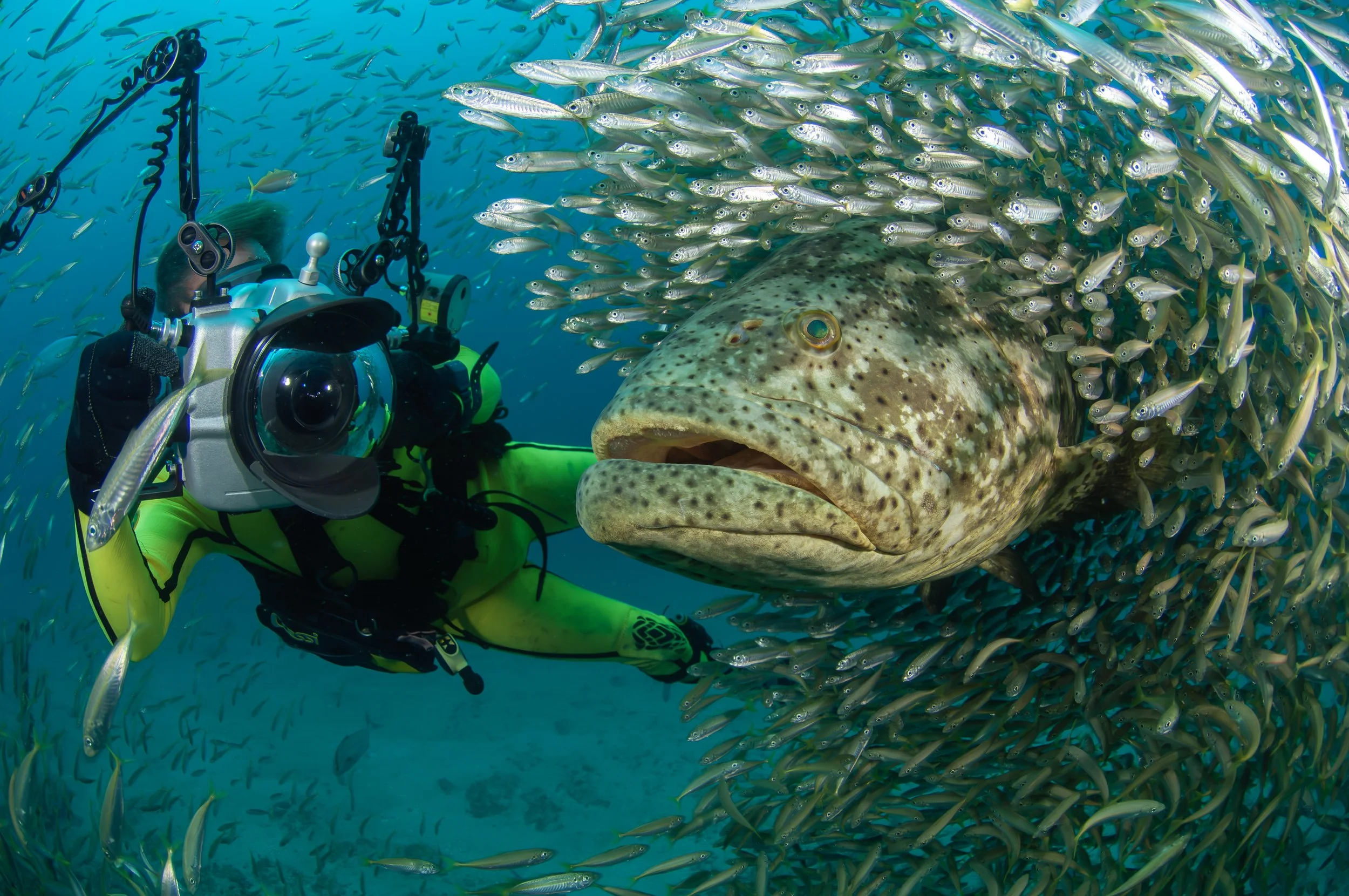 A scuba diver in a wetsuit surrounded by a school of small fish, with a large pufferfish in the foreground underwater.