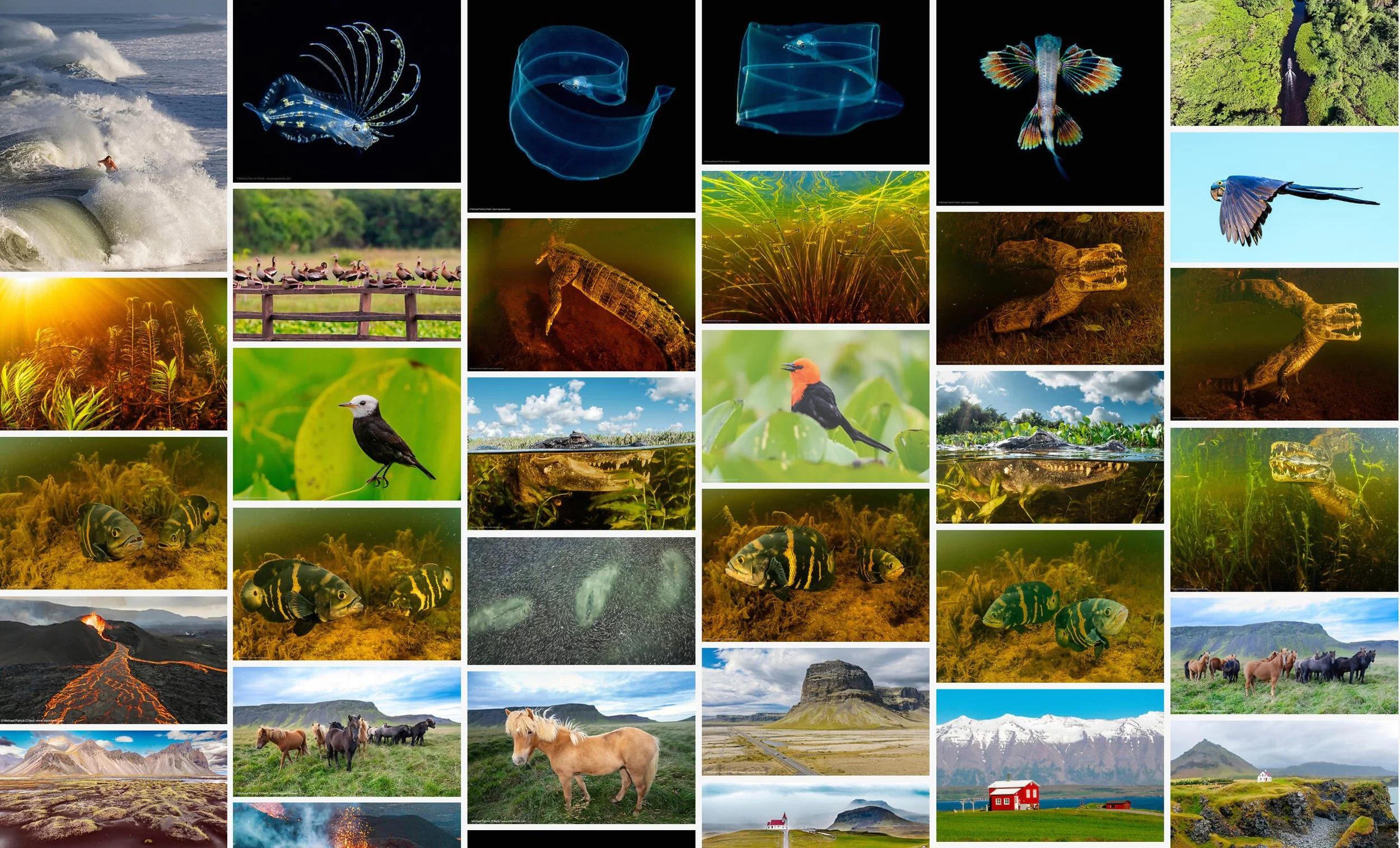 A collage of fine art photography for sale including ocean waves, glowing deep-sea creatures, a river with a waterfall, birds on a fence, various reptiles, and landscapes with mountains, volcanic eruptions, grassy plains, and farm buildings.