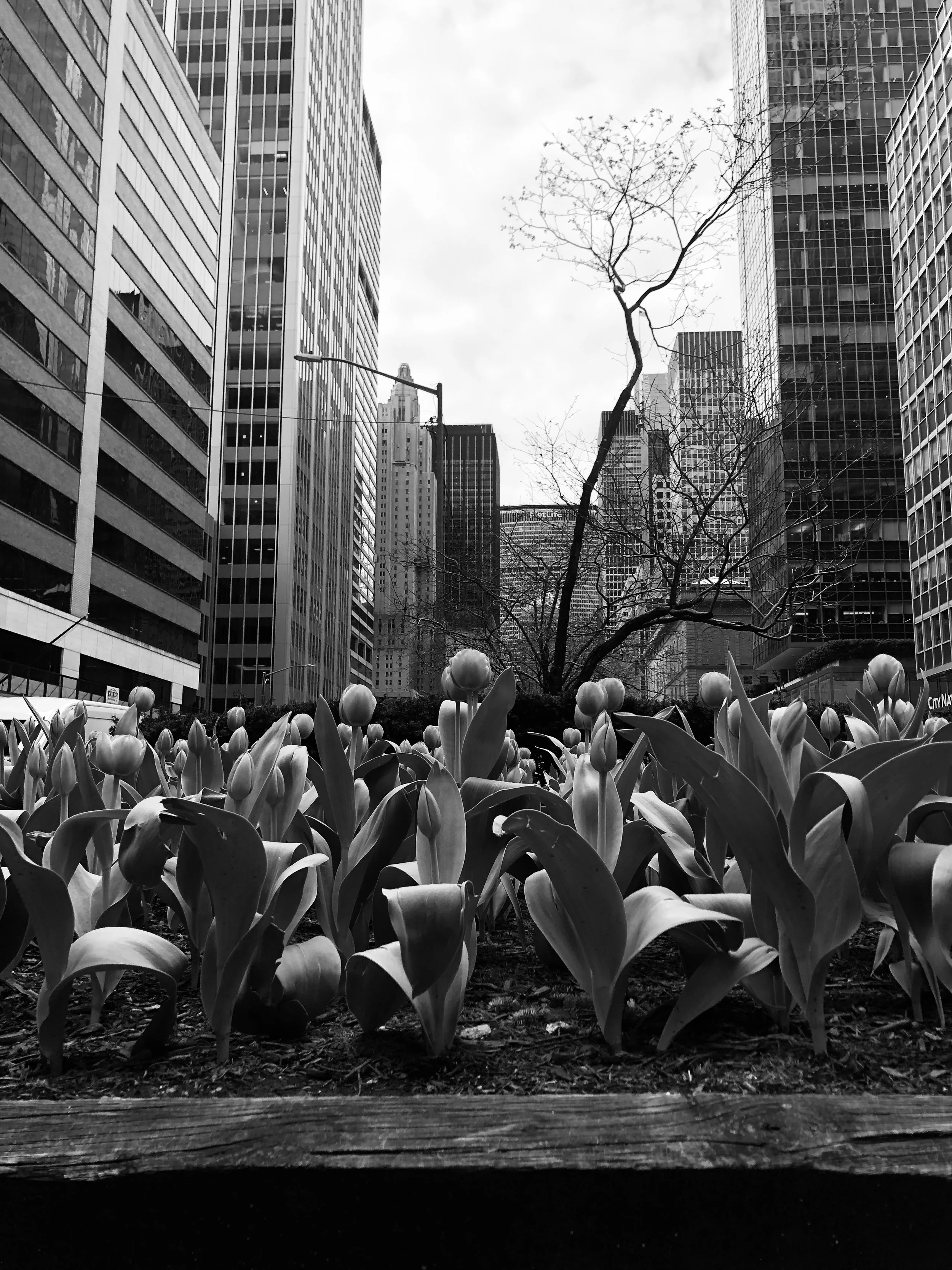 Black and white photo of tulips in the foreground, tall office buildings, leafless tree, and cloudy sky in the background.