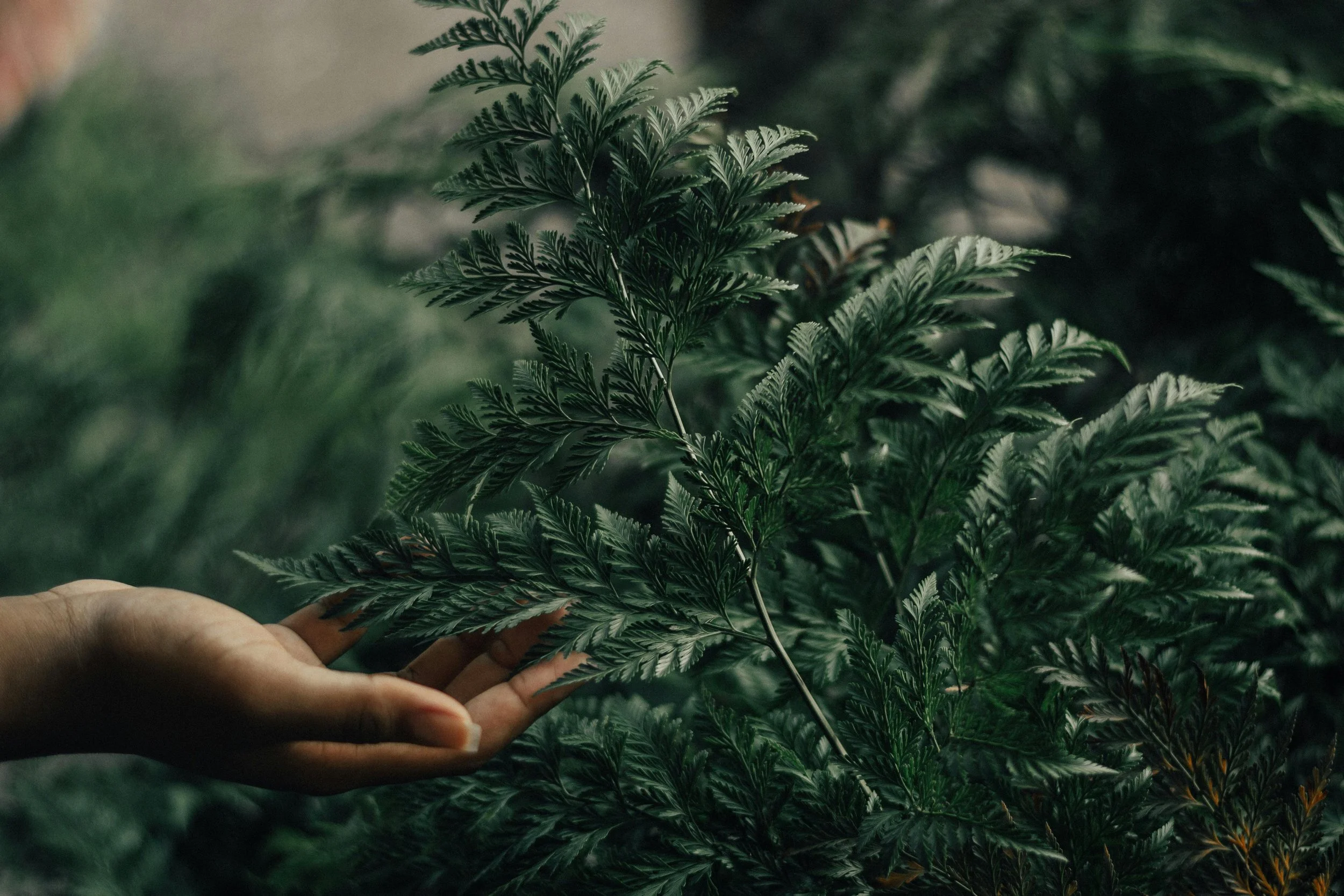 A hand holding a green fern leaf surrounded by dense green foliage.