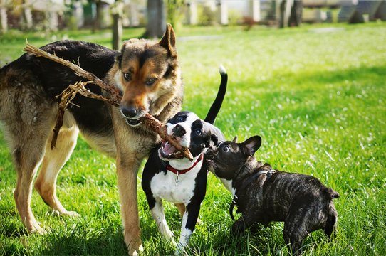 Dog Daycare