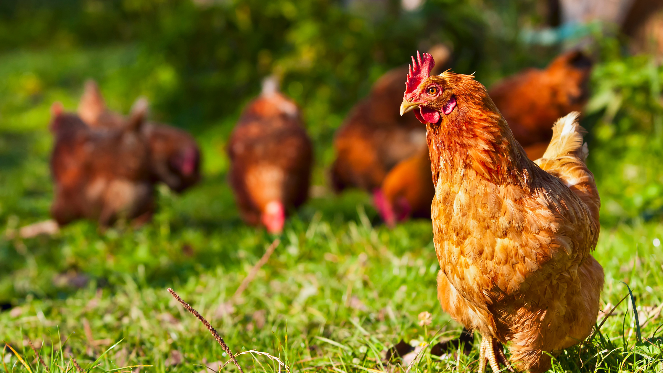 Bird flu has reached Australia and rural communities cannot be an afterthought.