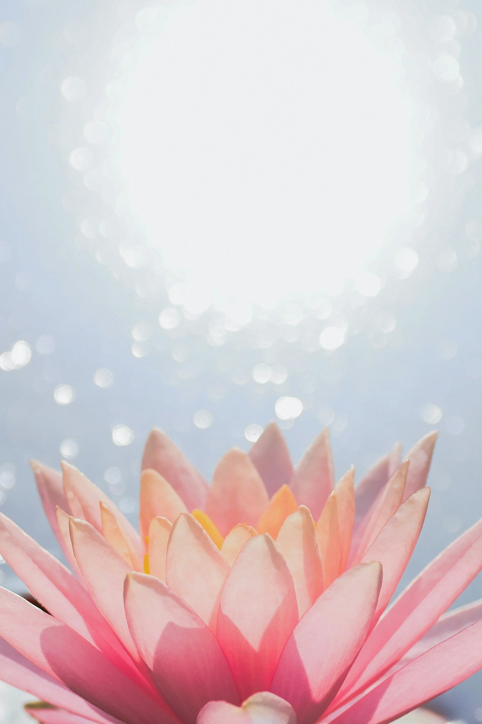 A close-up of a pink water lily flower with layered petals, set against a background of bokeh light effects.