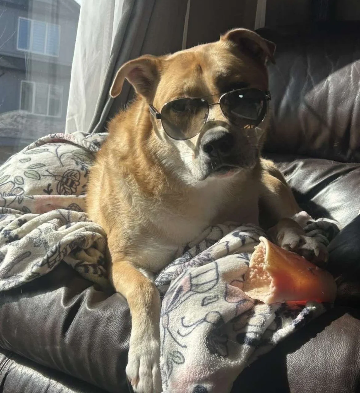 Dog Waste Removal -Biweekly Subscription- Weekly visits