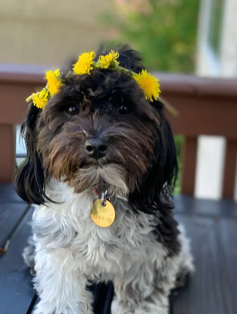 Dog Waste Removal -Spring Cleanup/One stop clean