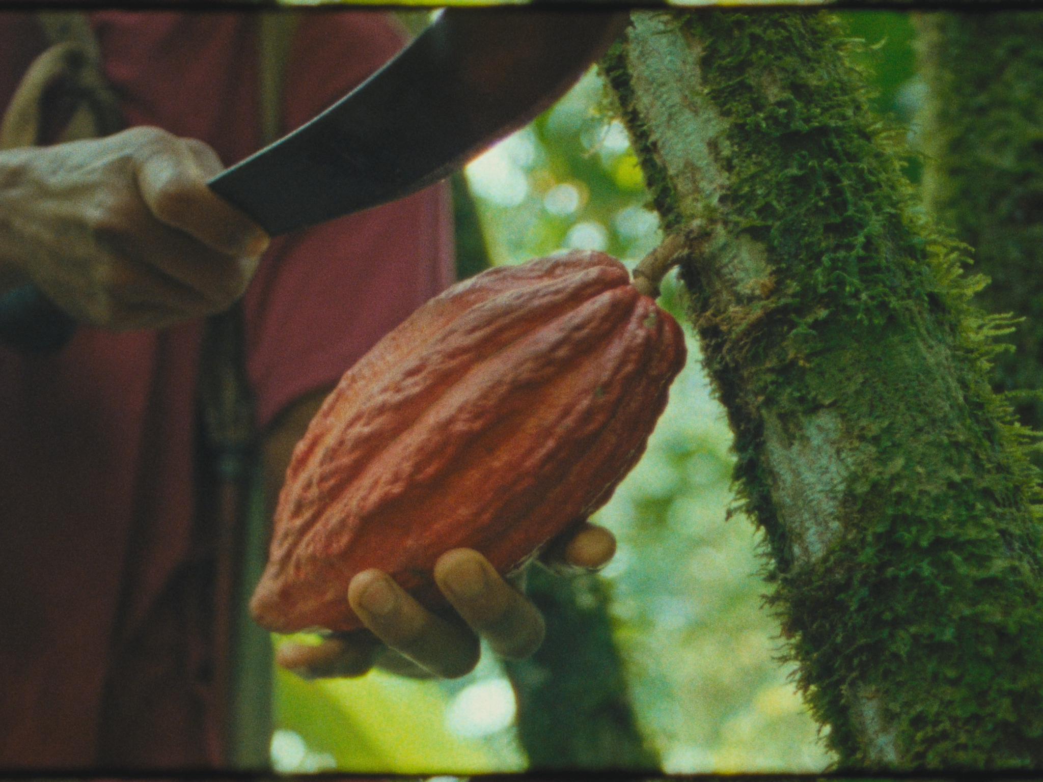 Person holding a cacao pod on a tree