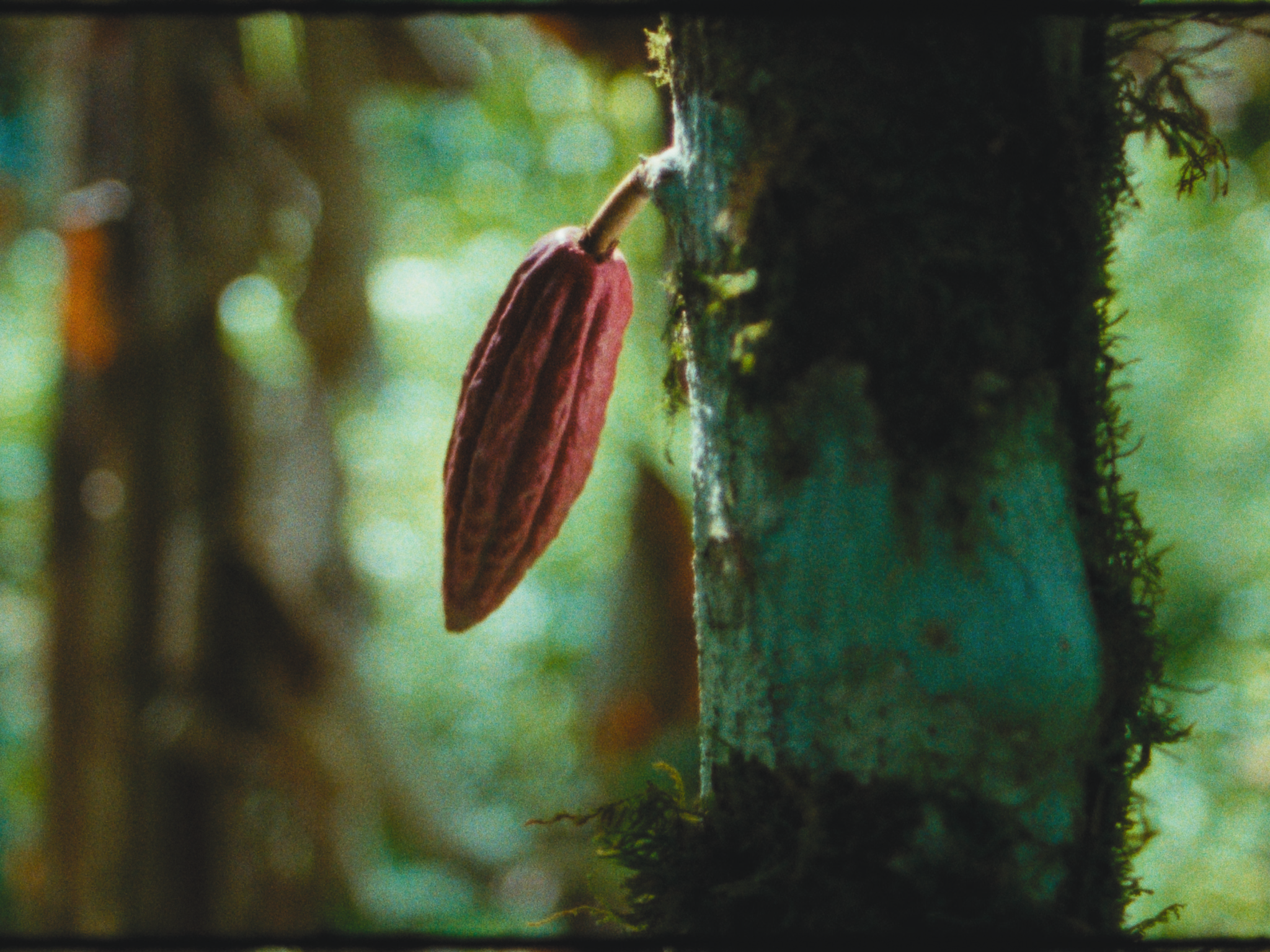 Trinitario Film Stills-9.png