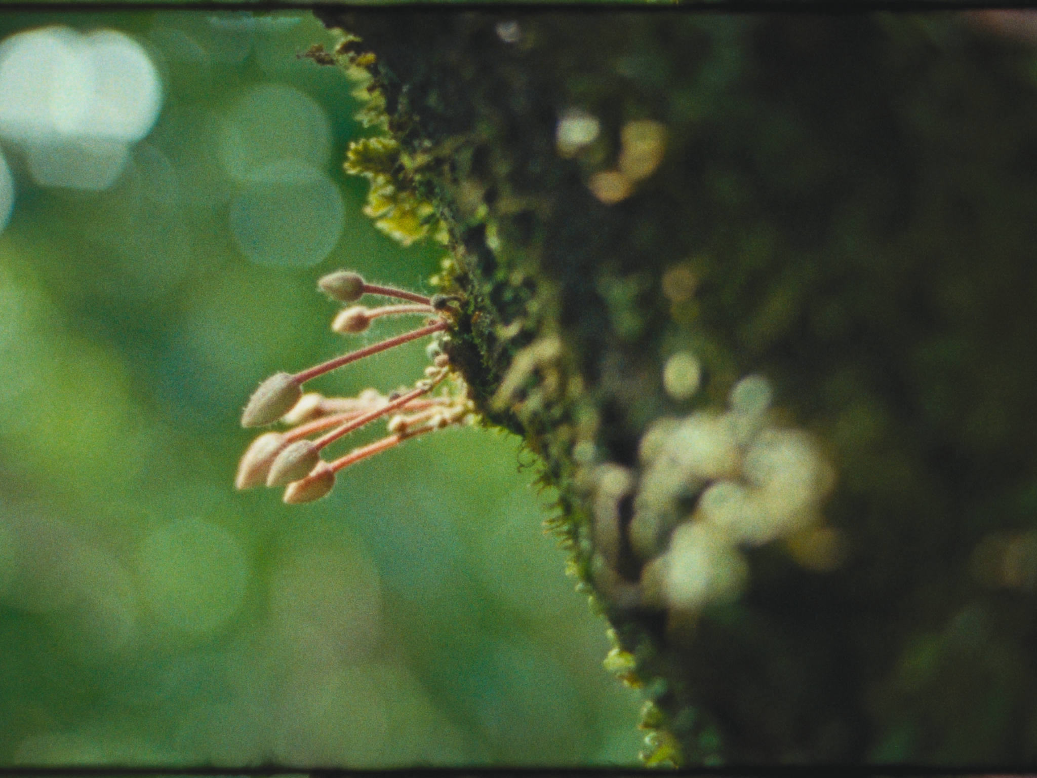 Trinitario Film Stills-19.png