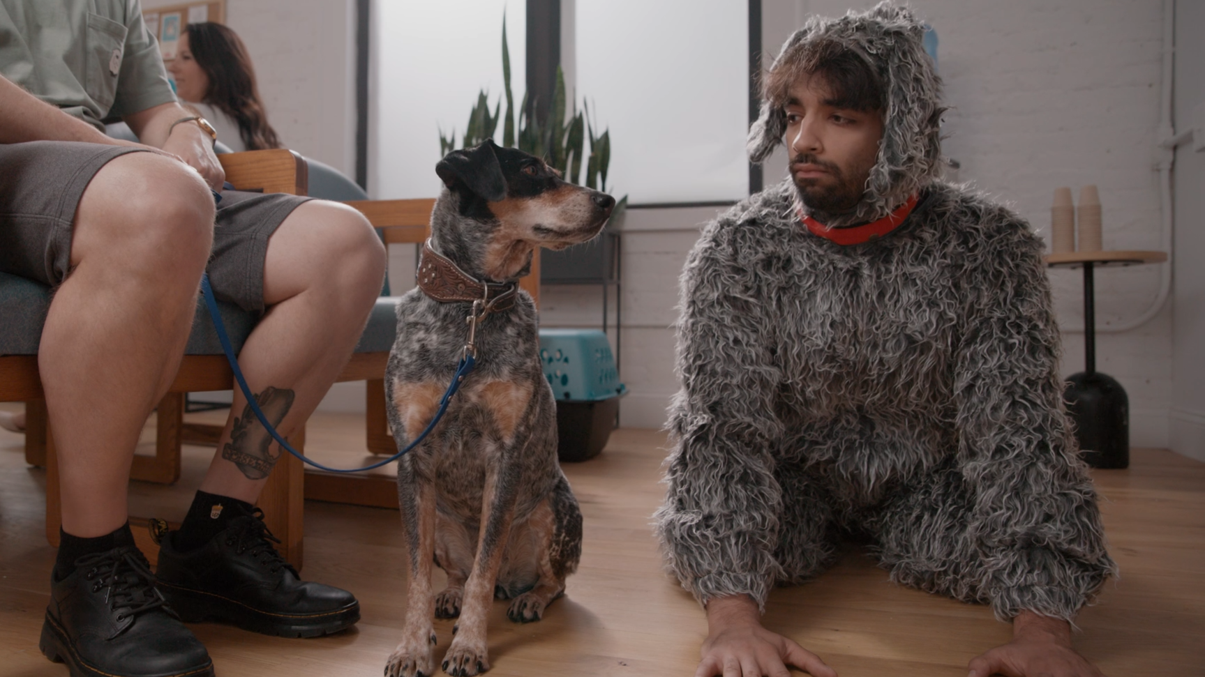 Lemonade Pet Insurance: Wish You Were A Pet