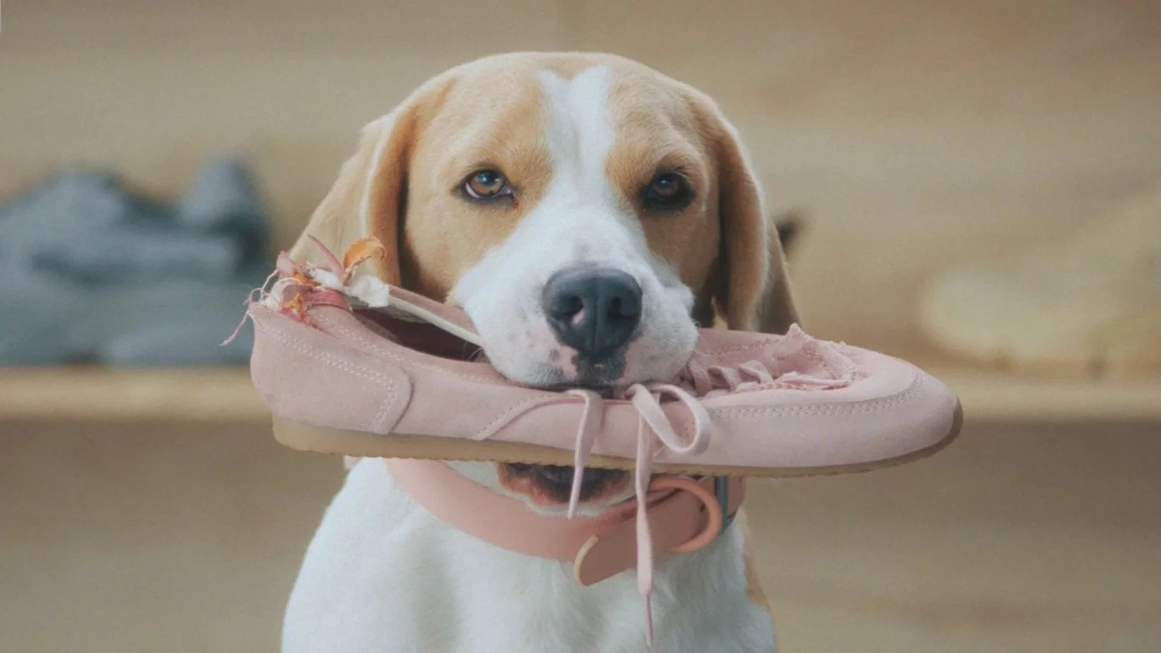 Lemonade Pet Insurance: Rich Pet