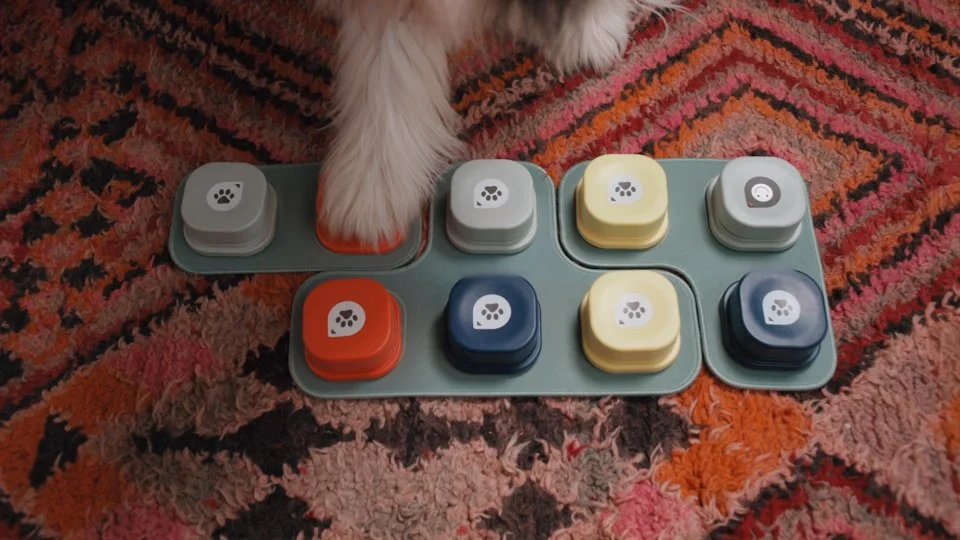 Lemonade Pet Insurance: Buttons