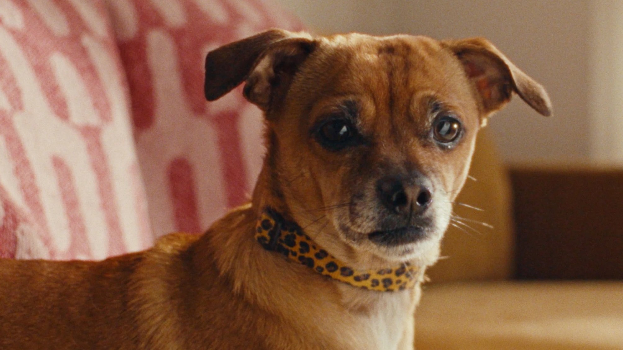 Lemonade Pet Insurance: Looking Back