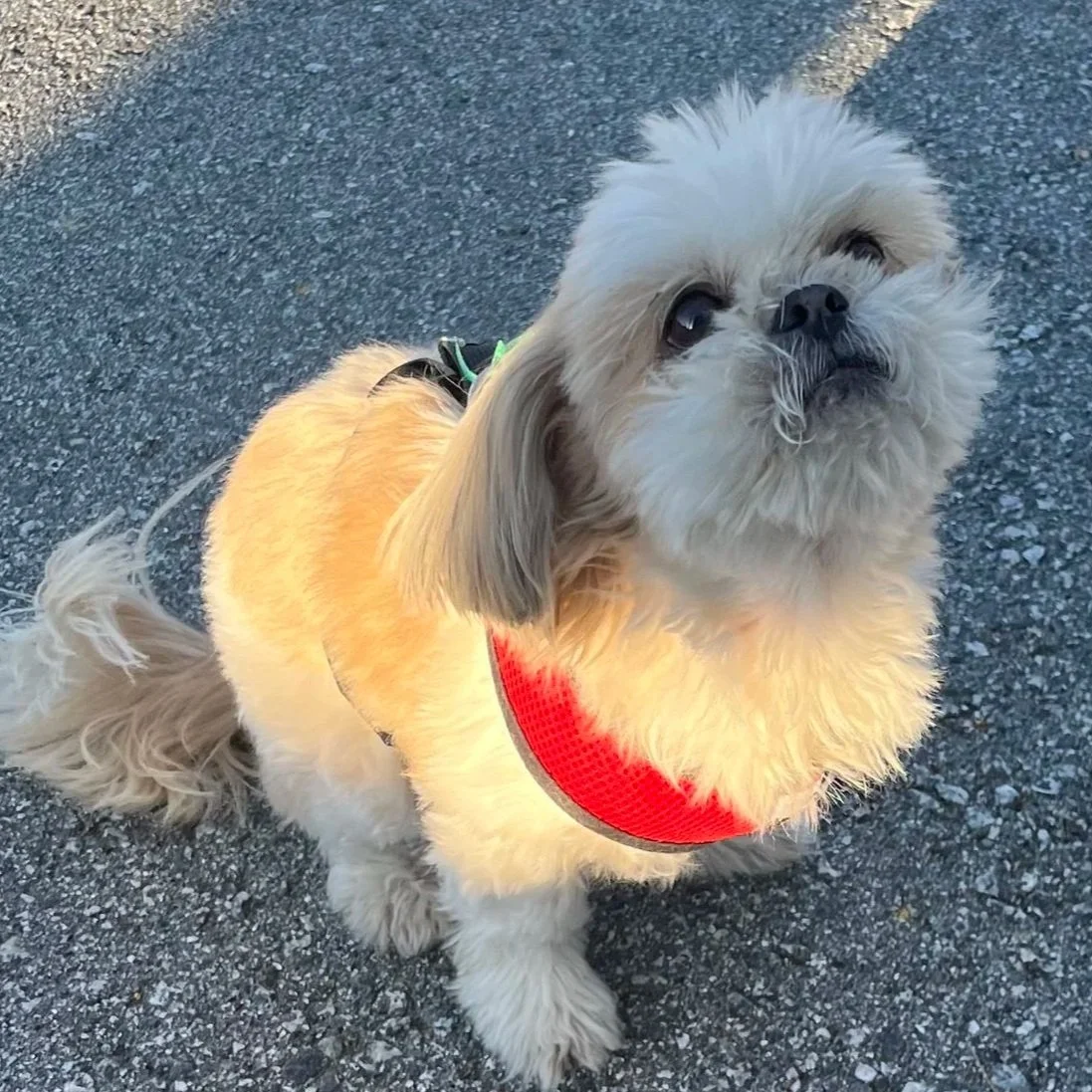 A fluffy small dog with cream and gray fur and dark eyes, sitting on a gravel surface, wearing a red harness.