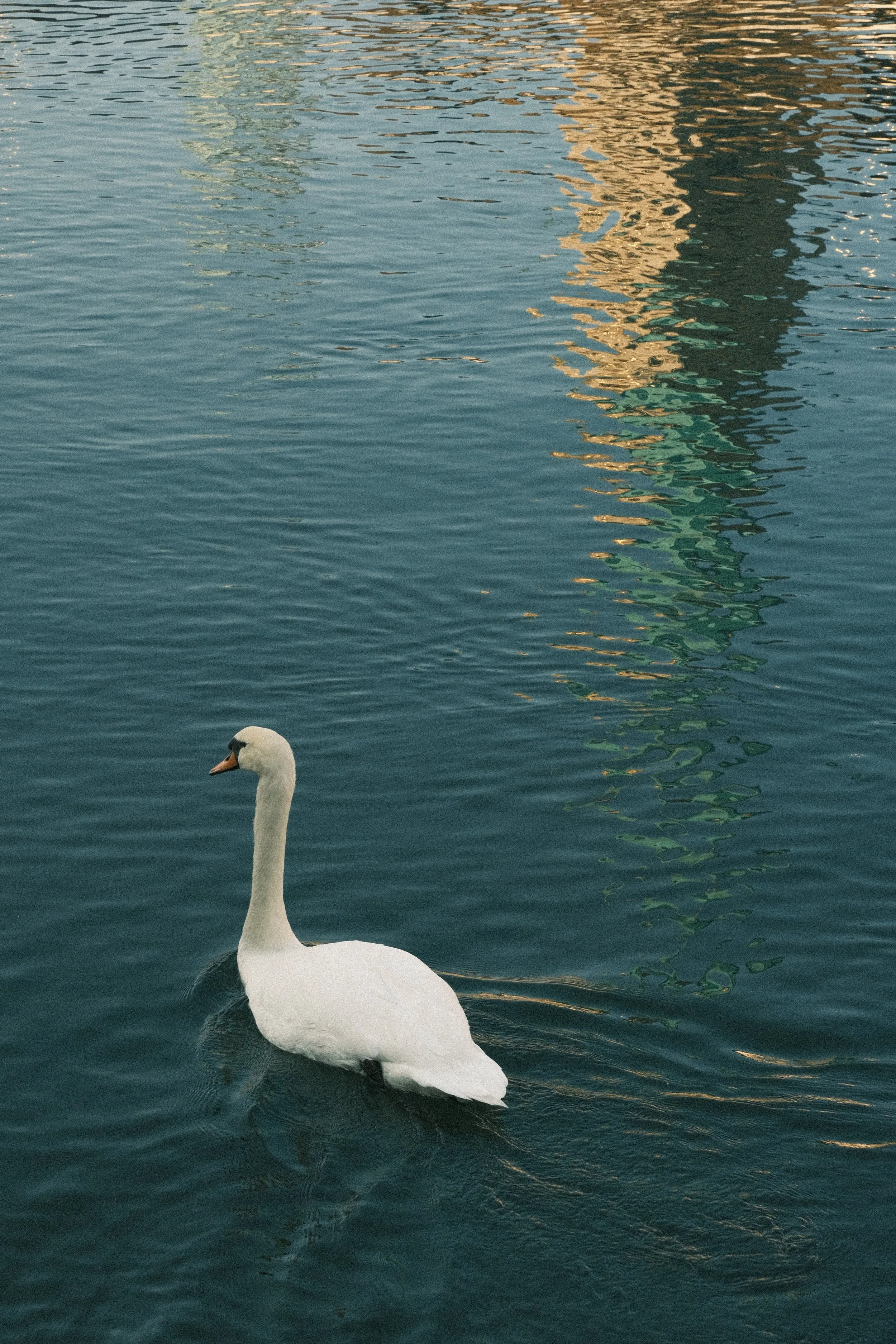 A white swan swimming on the water near a dock with reflections of structures visible on the water's surface.