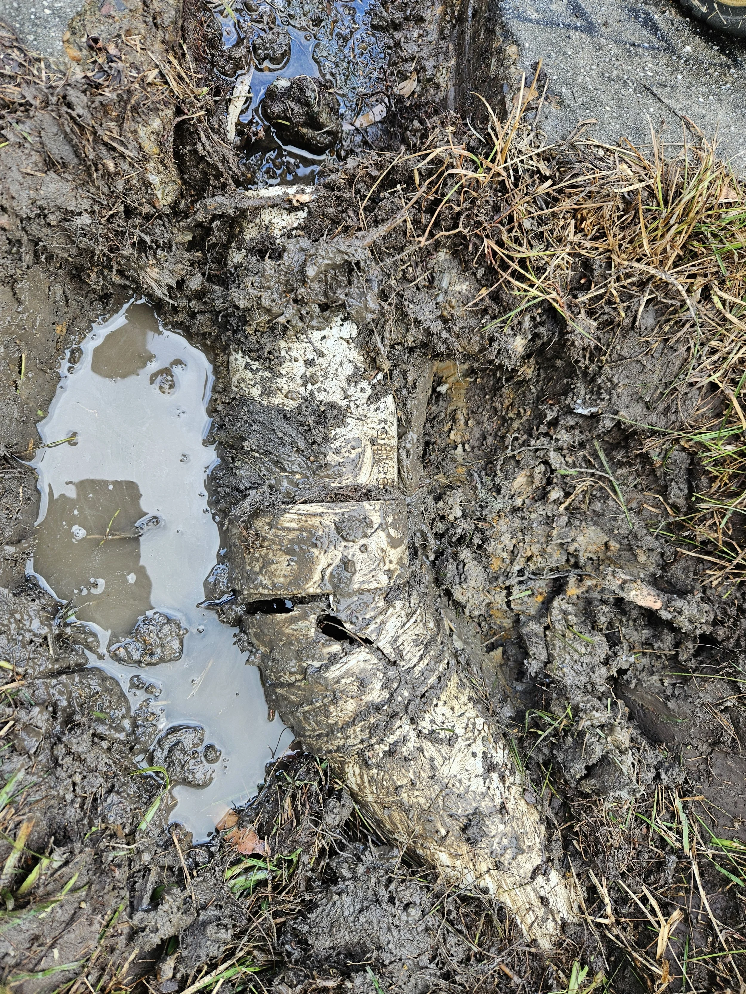 A muddy ground with a small pool of water and a partially buried fish skeleton with some grass and dirt around.