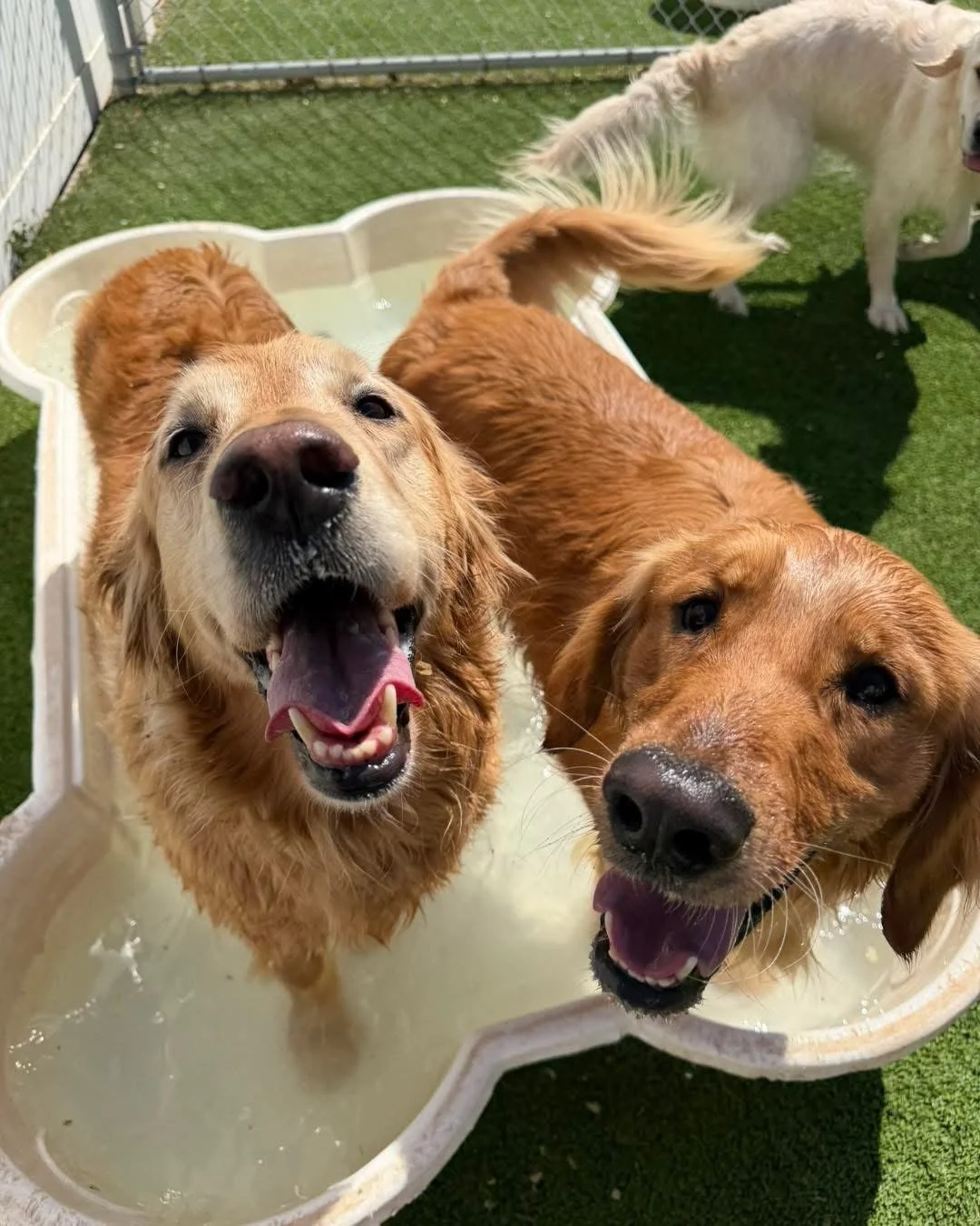Three dogs in a plastic kiddie pool outside. Two golden retrievers are wet and smiling, one with a happy expression and the other with a relaxed look. A white dog is standing on the grass nearby.