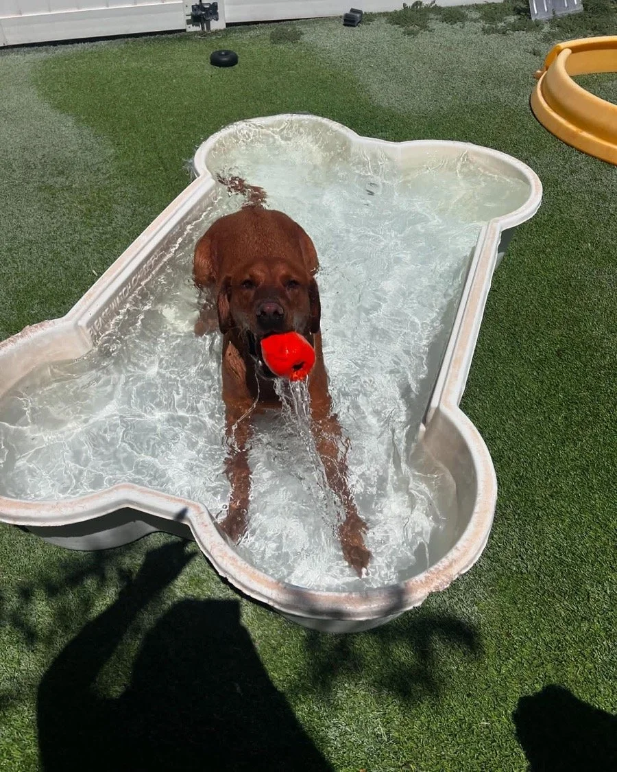 A brown dog standing in a shallow, cloud-shaped plastic kiddie pool with water, holding a red ball in its mouth. The pool is on a green artificial grass surface outdoors.