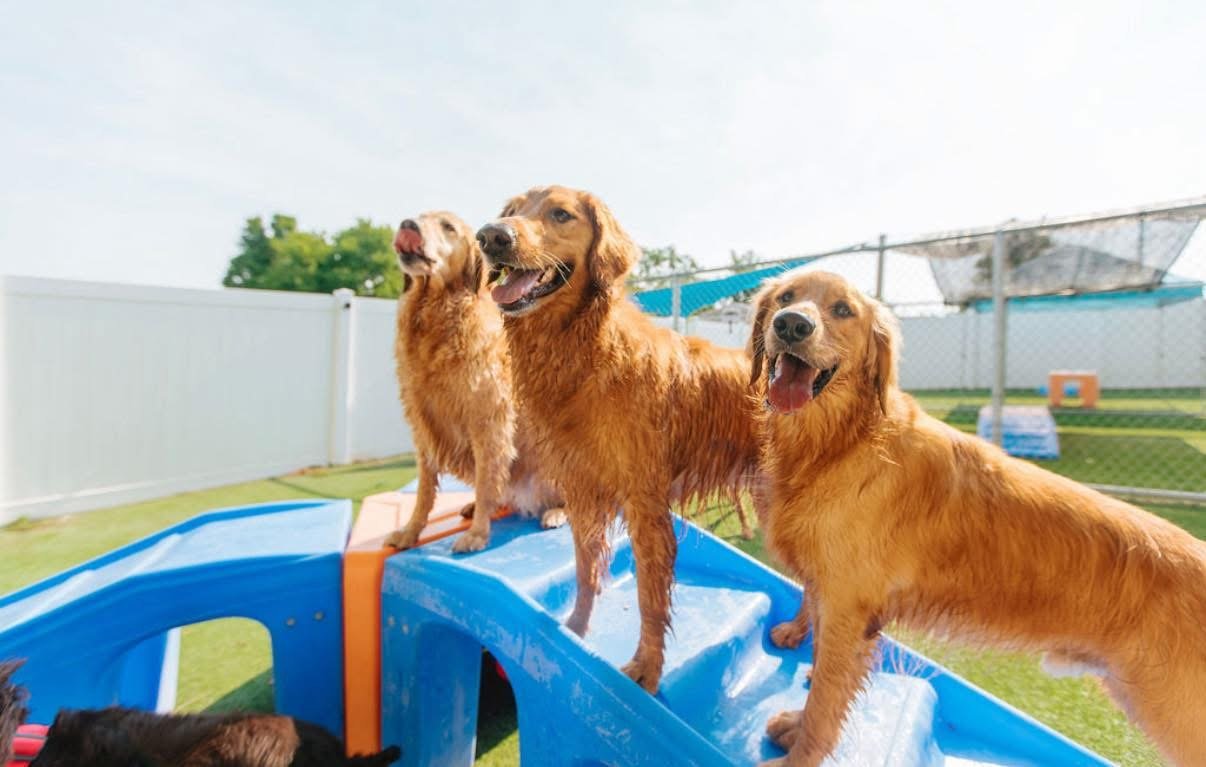 Three golden retrievers standing on blue outdoor play equipment in a fenced yard on a sunny day.
