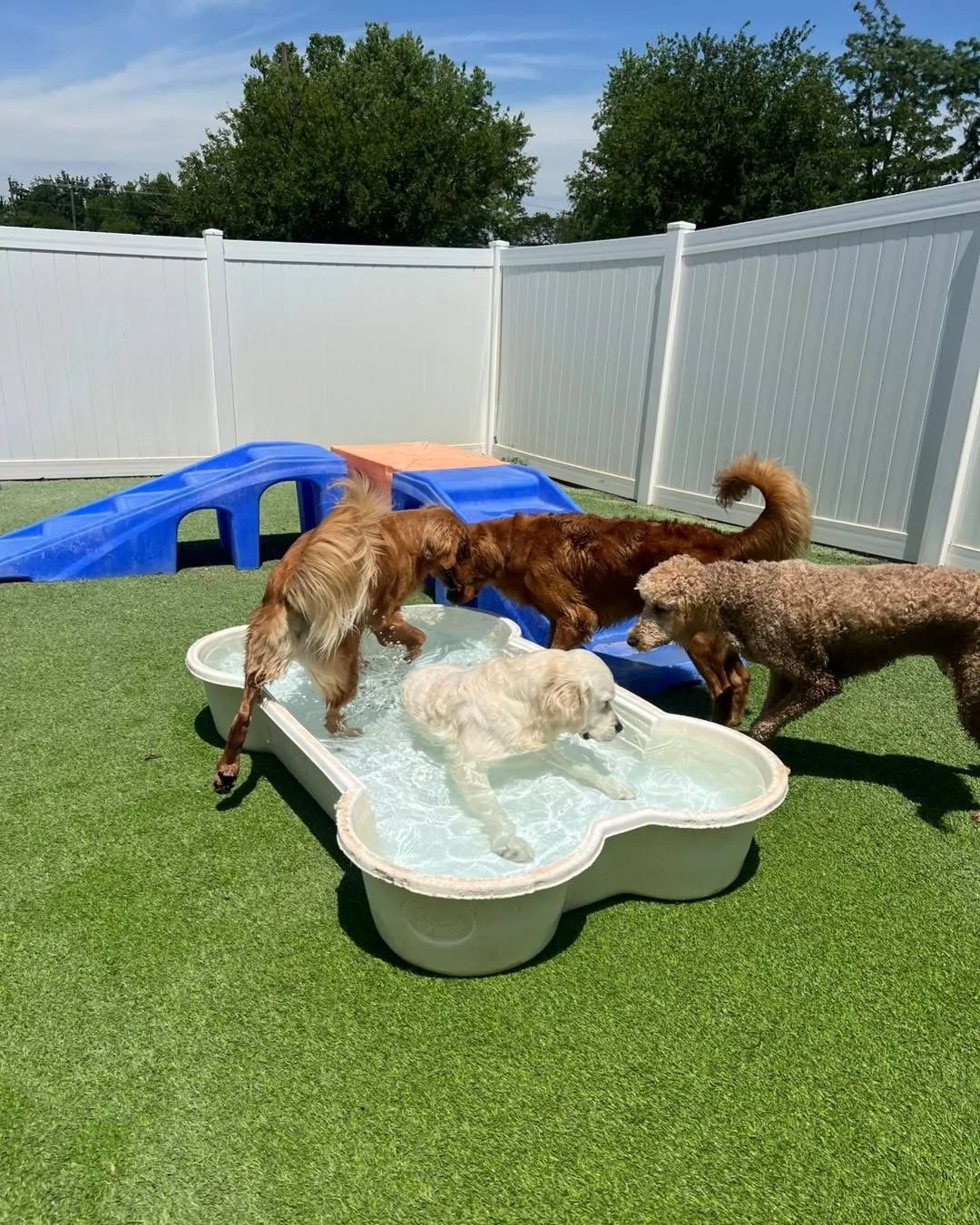 Four dogs playing in a plastic kiddie pool and on the artificial grass lawn, with a white privacy fence and trees in the background.