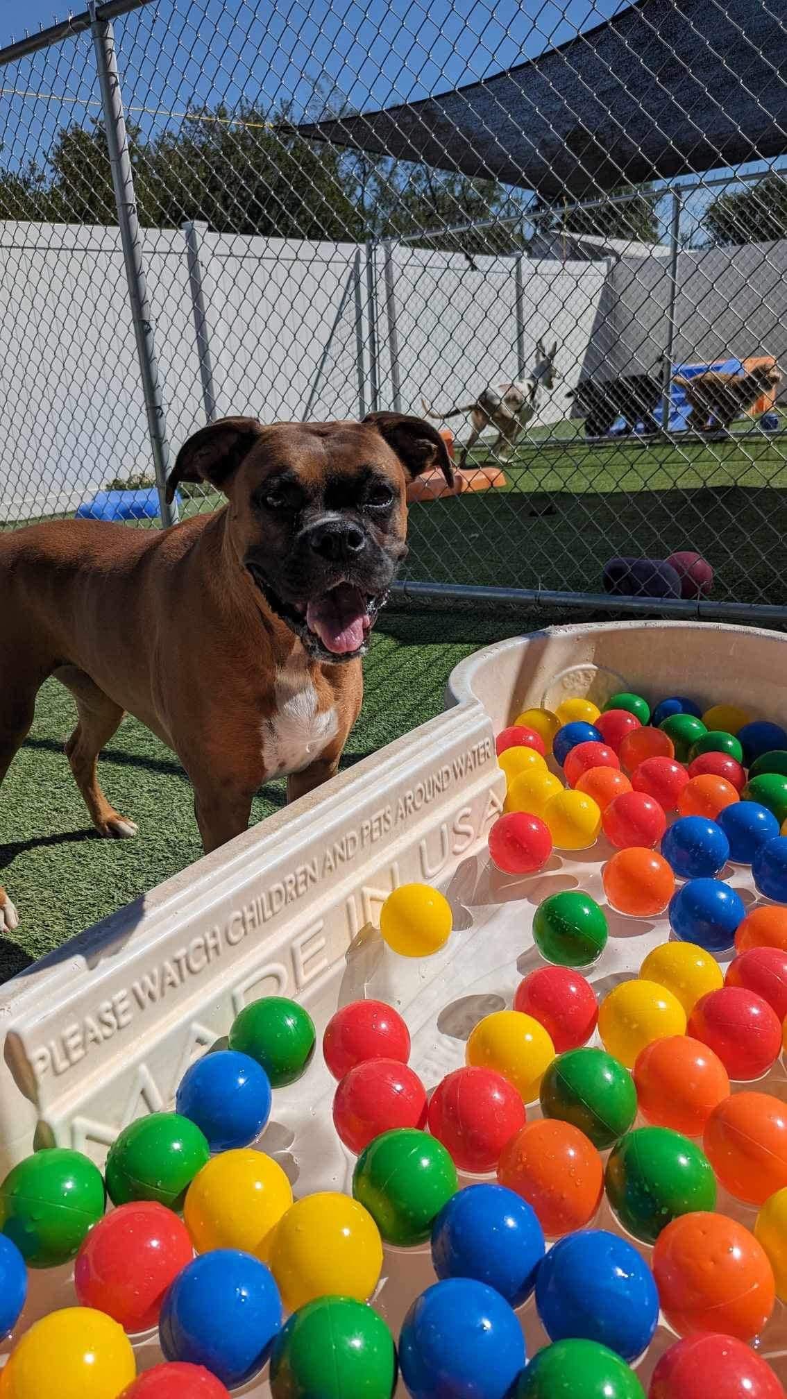 A brown dog with a black nose and short coat standing next to a refillable water table filled with multicolored plastic balls. In the background, there is a fenced outdoor play area with other dogs, a small shelter, and shade sails.