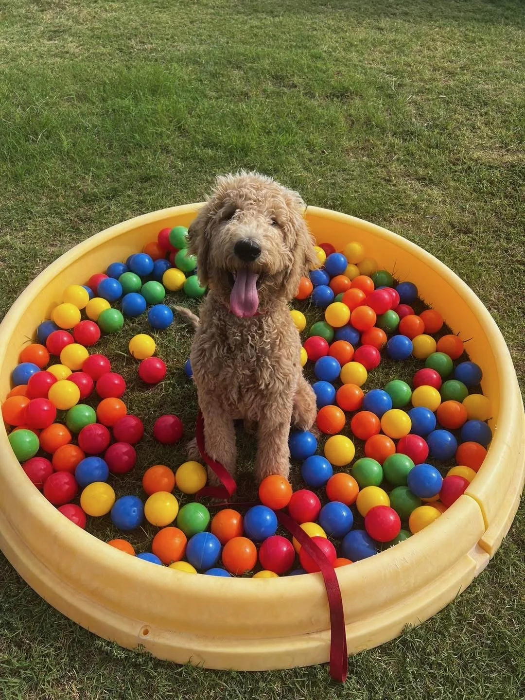 A fluffy light brown dog sitting inside a yellow plastic kiddie pool filled with multicolored plastic balls on grass.