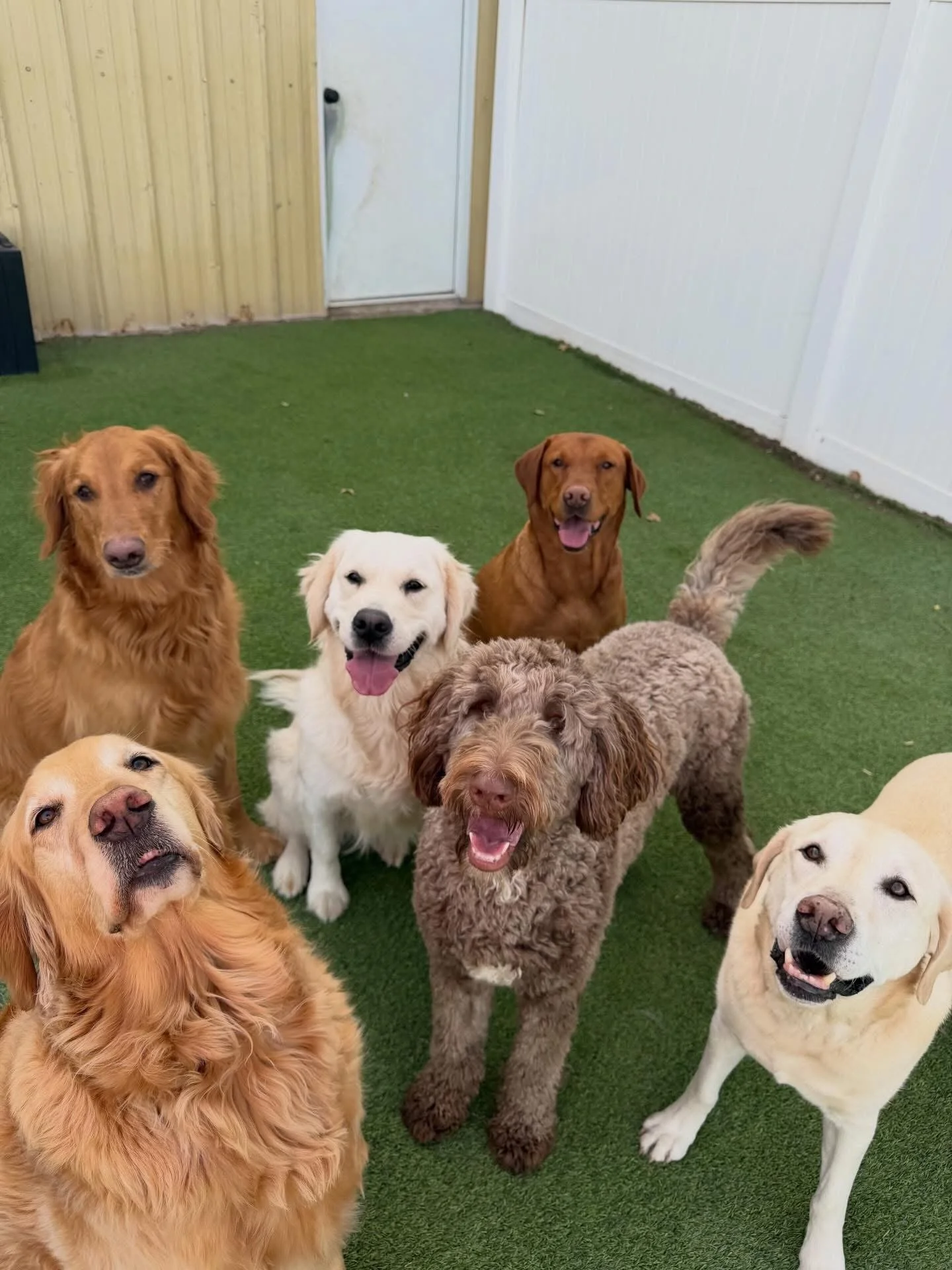Group of eight dogs of various breeds and sizes standing on green artificial grass, looking up at the camera with happy expressions.